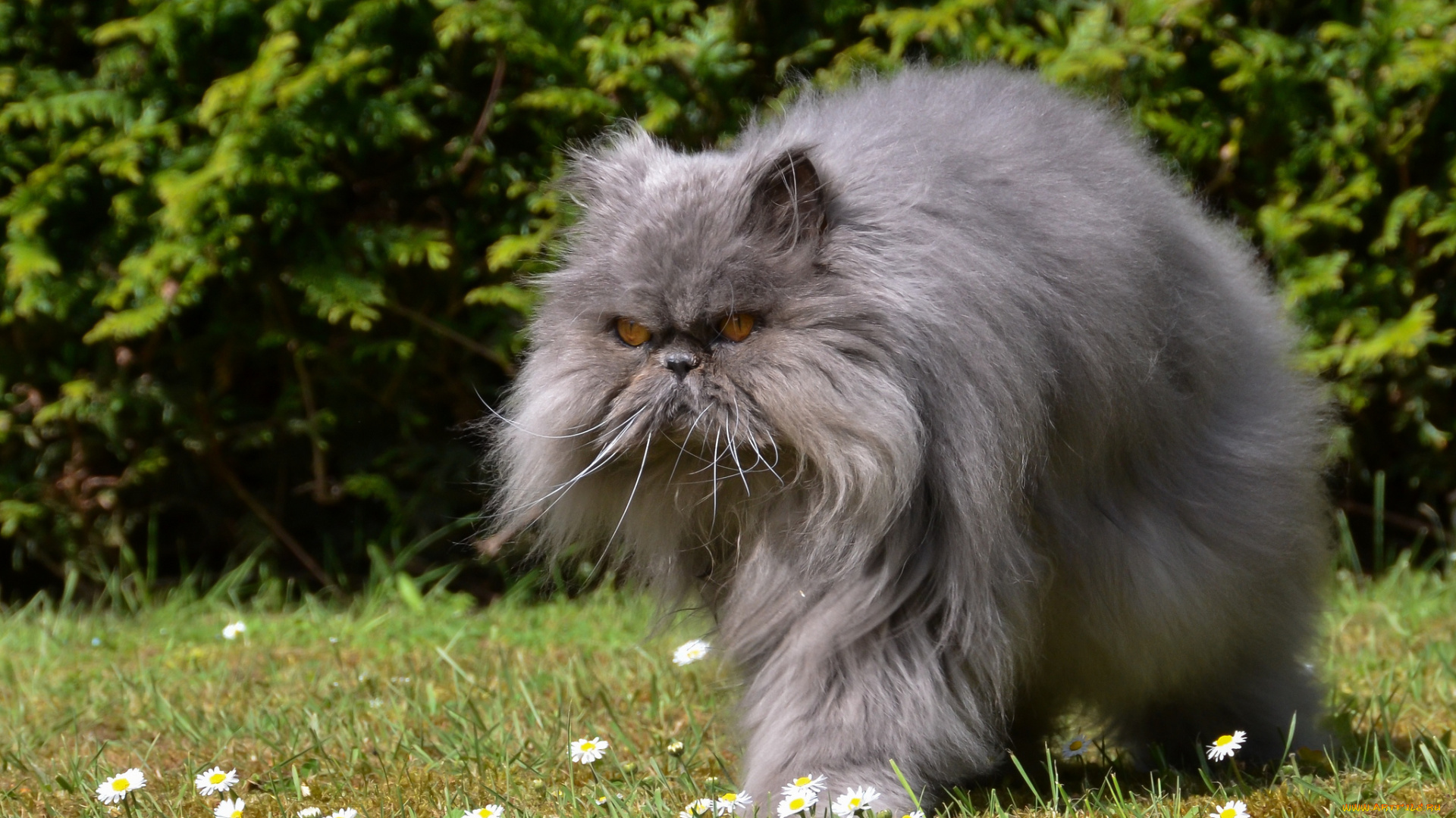 животные, коты, кот