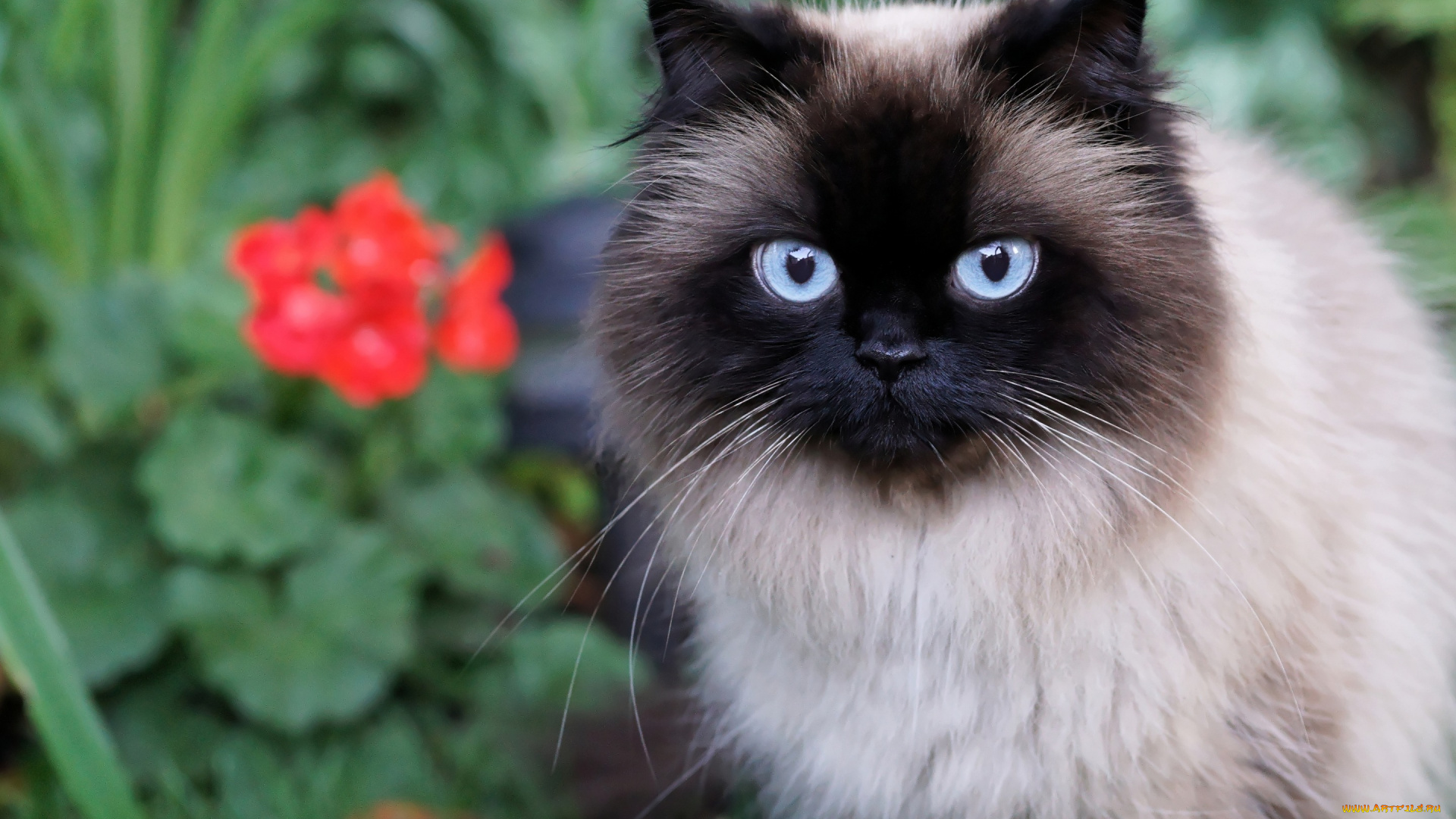 животные, коты, кот, глаза, пушистая, лето, голубые, мордочка, красотка, сад, огромные, сиамская, цветы, кошка, портрет