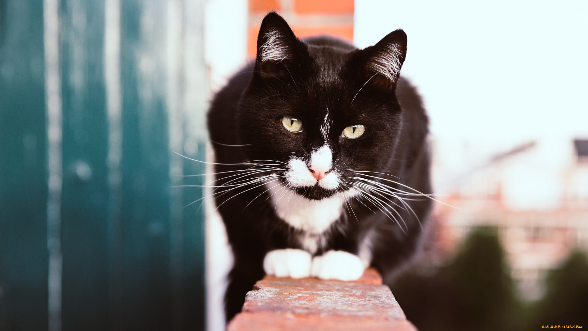 животные, коты, кот, глаза, зеленоглазый, черный, улица, смелый, кошка, портрет, яркий, поза, высота, сидит, кирпичи, смотрит, морда, стена, белые, пятна, взгляд