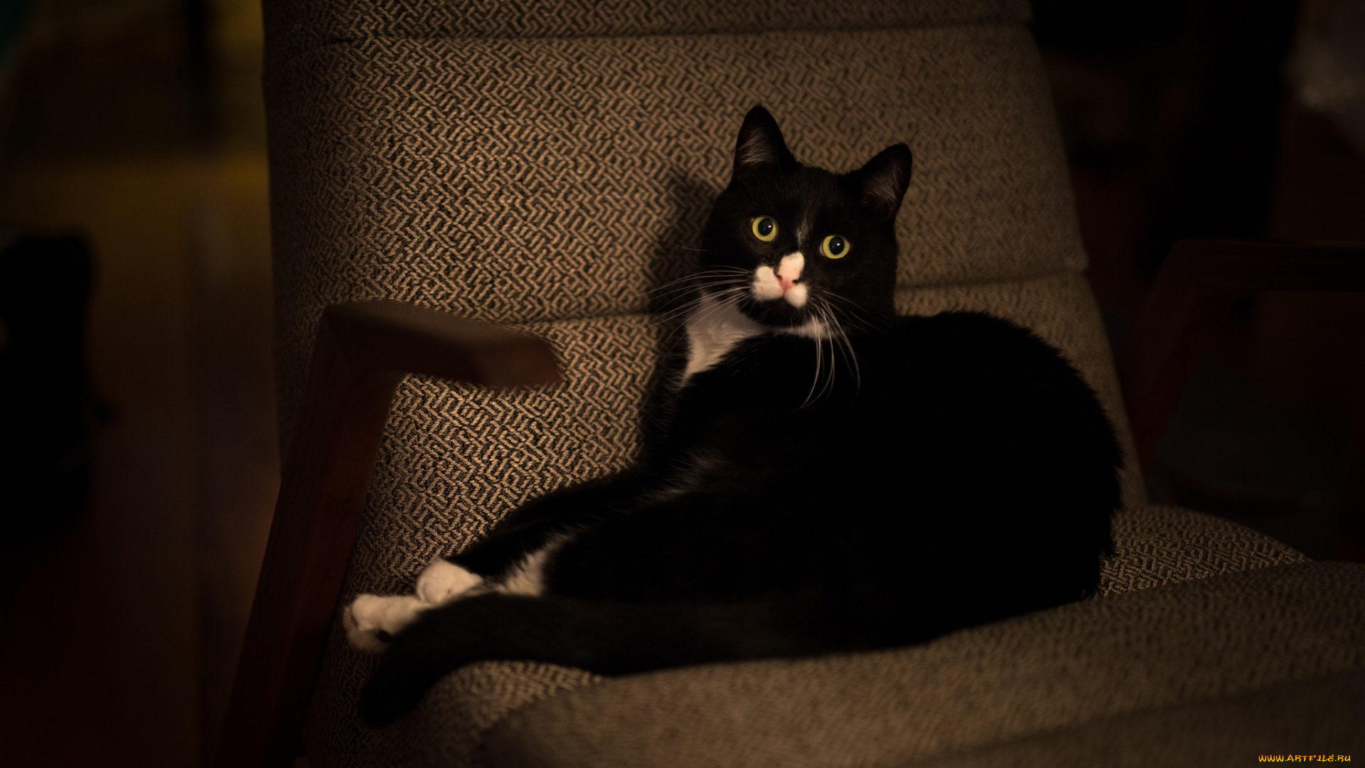 животные, коты, кот, глаза, зеленоглазый, черный, обивка, коричневый, выразительный, фон, лежит, поза, кошка, кресло, полумрак, морда, взгляд, комната