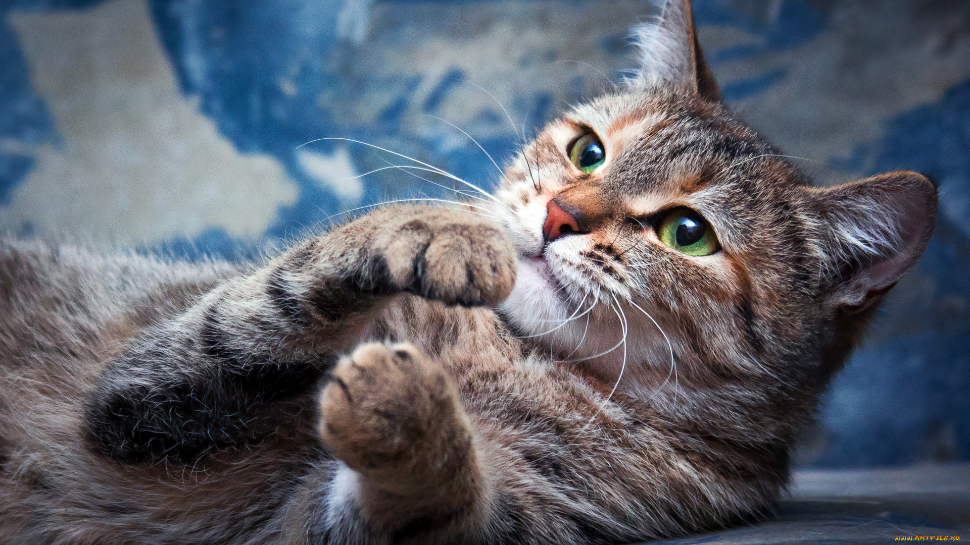 животные, коты, кот, голубой, мордочка, зеленоглазая, полосатая, смотрит, вверх, разводы, фон, лежит, взгляд, кошка