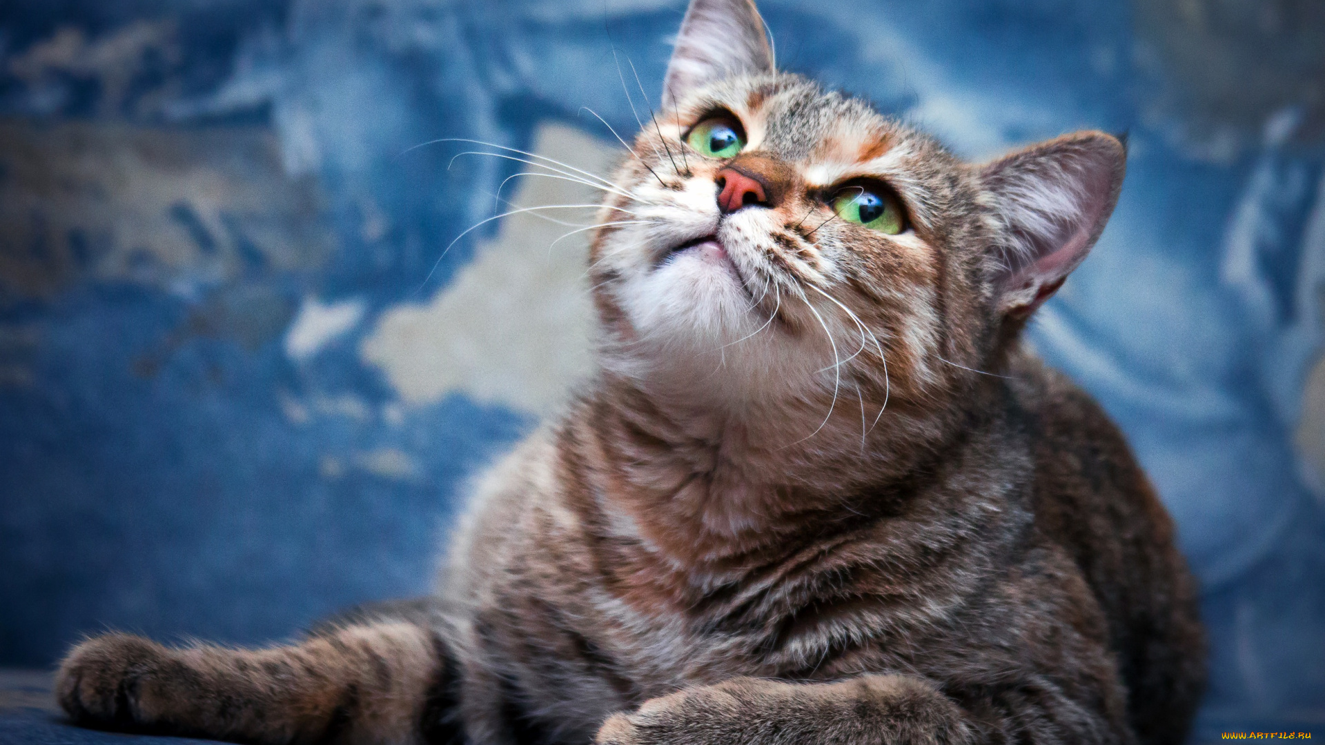животные, коты, кот, голубой, мордочка, зеленоглазая, полосатая, смотрит, вверх, разводы, фон, лежит, взгляд, кошка
