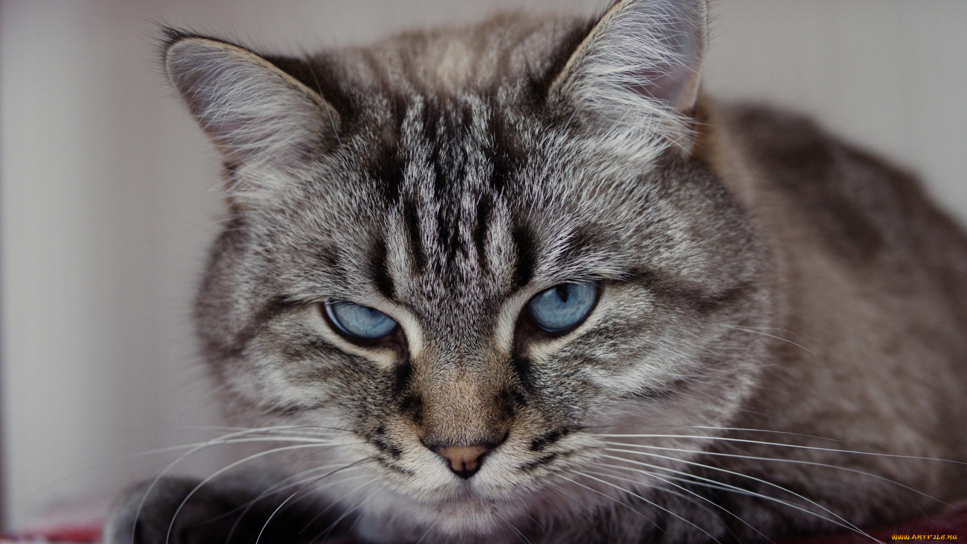 животные, коты, кот, кошка, взгляд, портрет