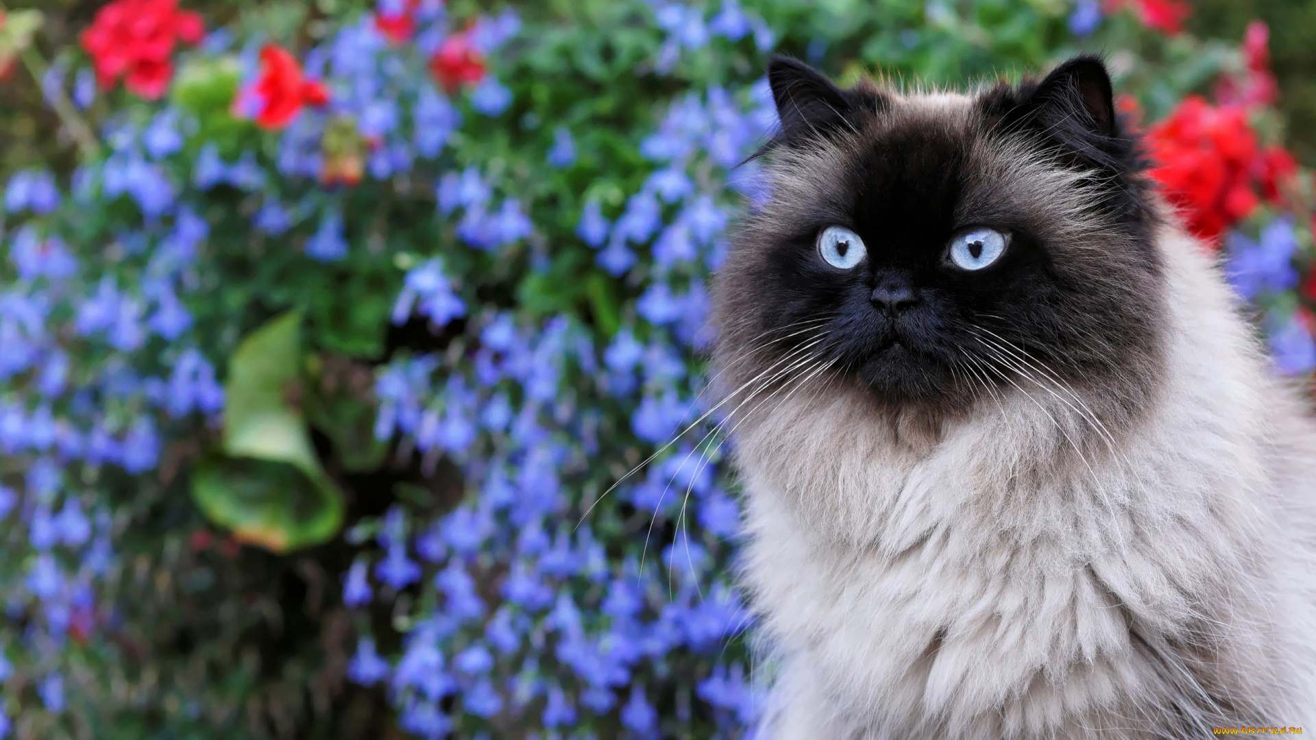 животные, коты, кот, пушистая, мордочка, голубоглазая, сад, сиамская, кошка, портрет, цветы