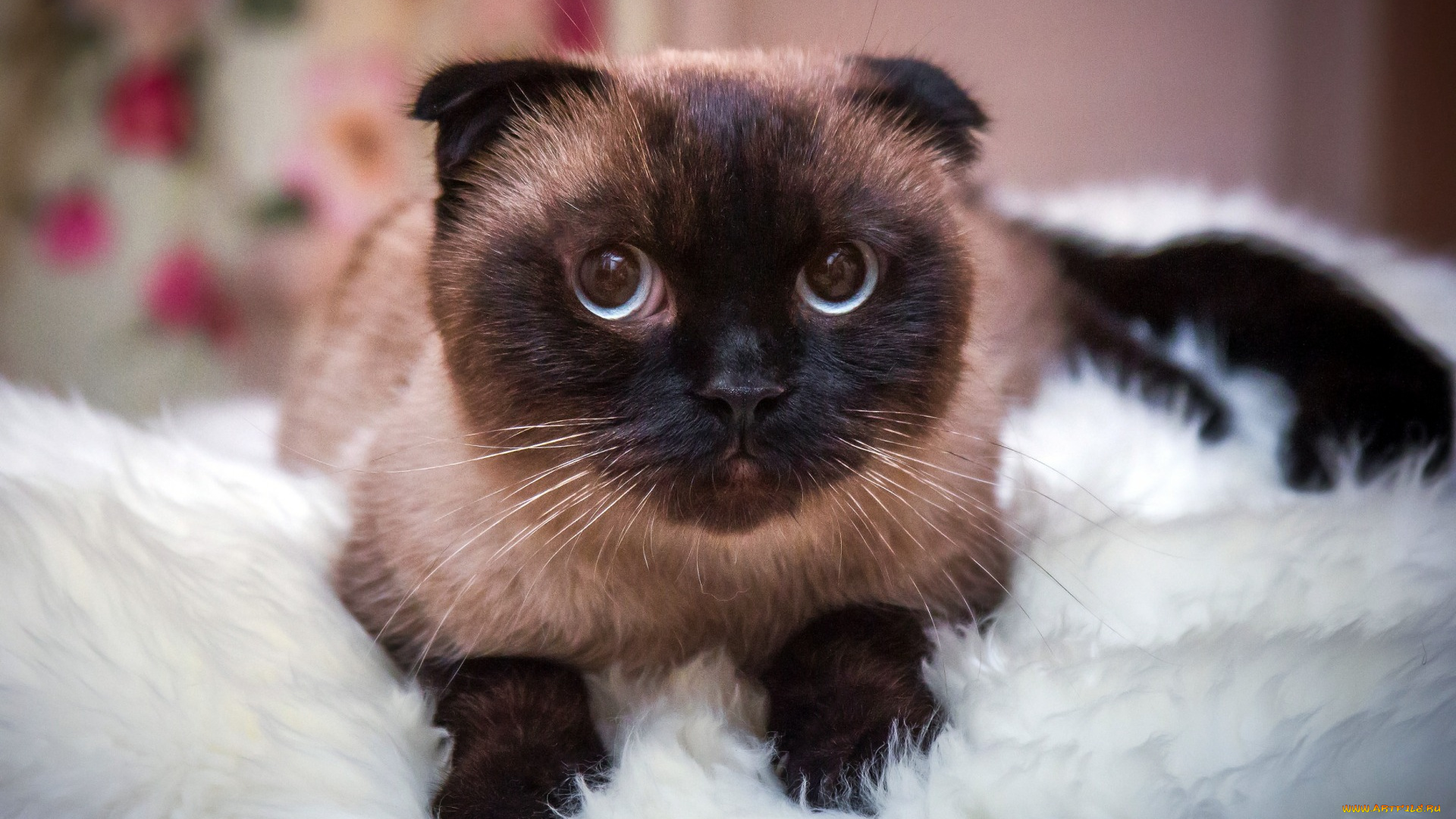 животные, коты, кот, сиамская, глаза, кошка, портрет, взгляд, лежит, мех, мордочка, вислоухая