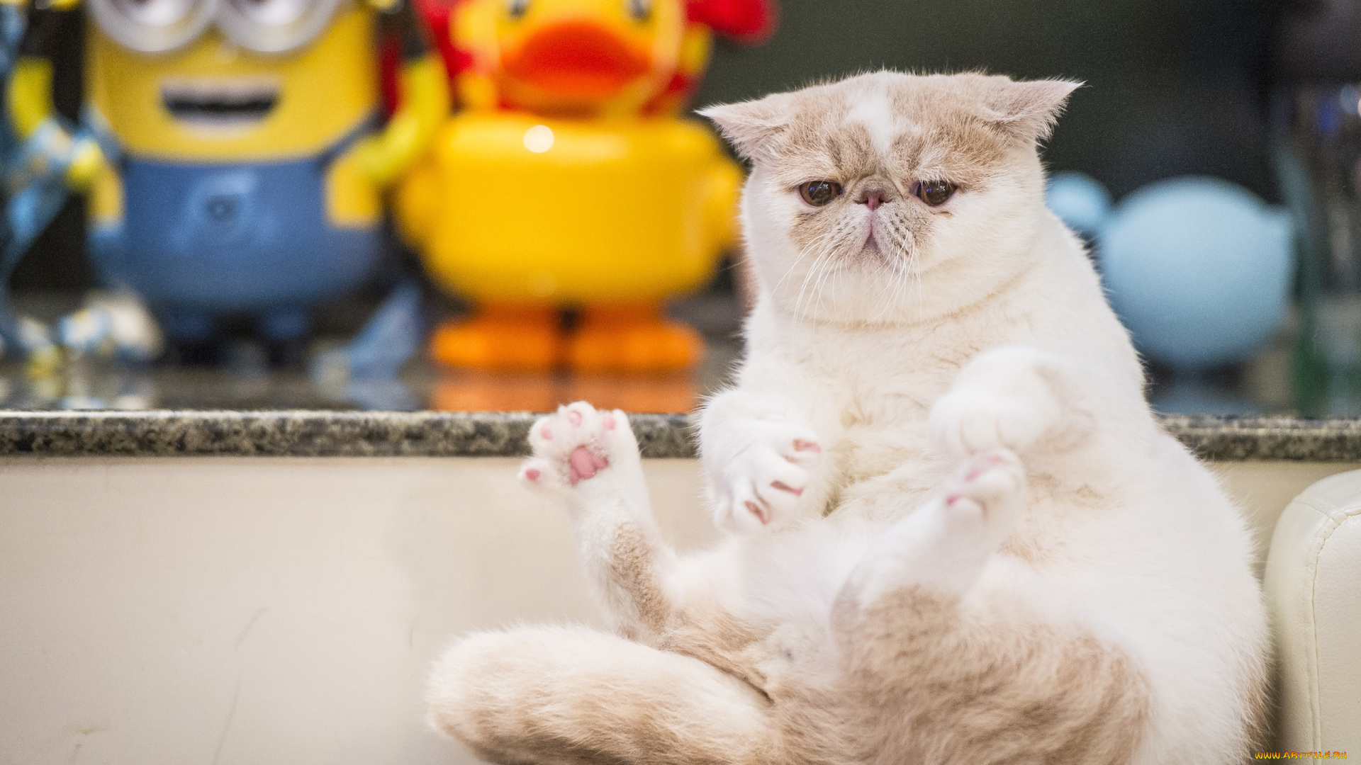 животные, коты, кот, толстяк