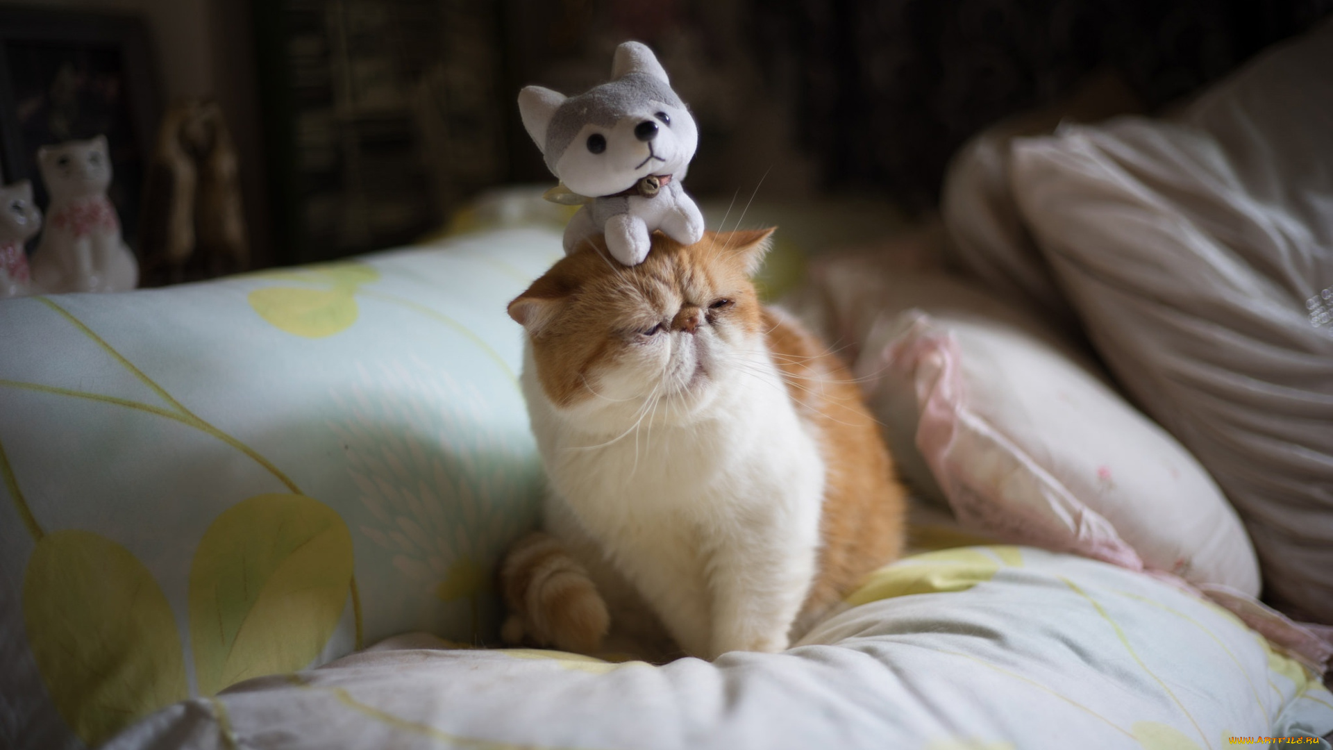 животные, коты, кот, забавно, юмор, мордочка, подушки, экстремал, перс, смешной, постель, комната, игрушка, кошка