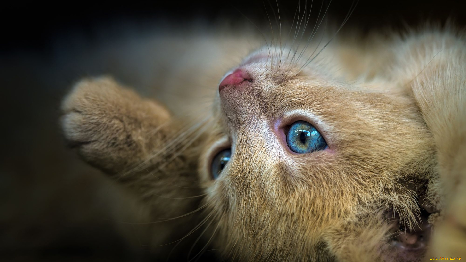 животные, коты, котенок, фон, кошка, голубоглазый, лежит, лапа, рыжий, крупный, план, мордочка, поза