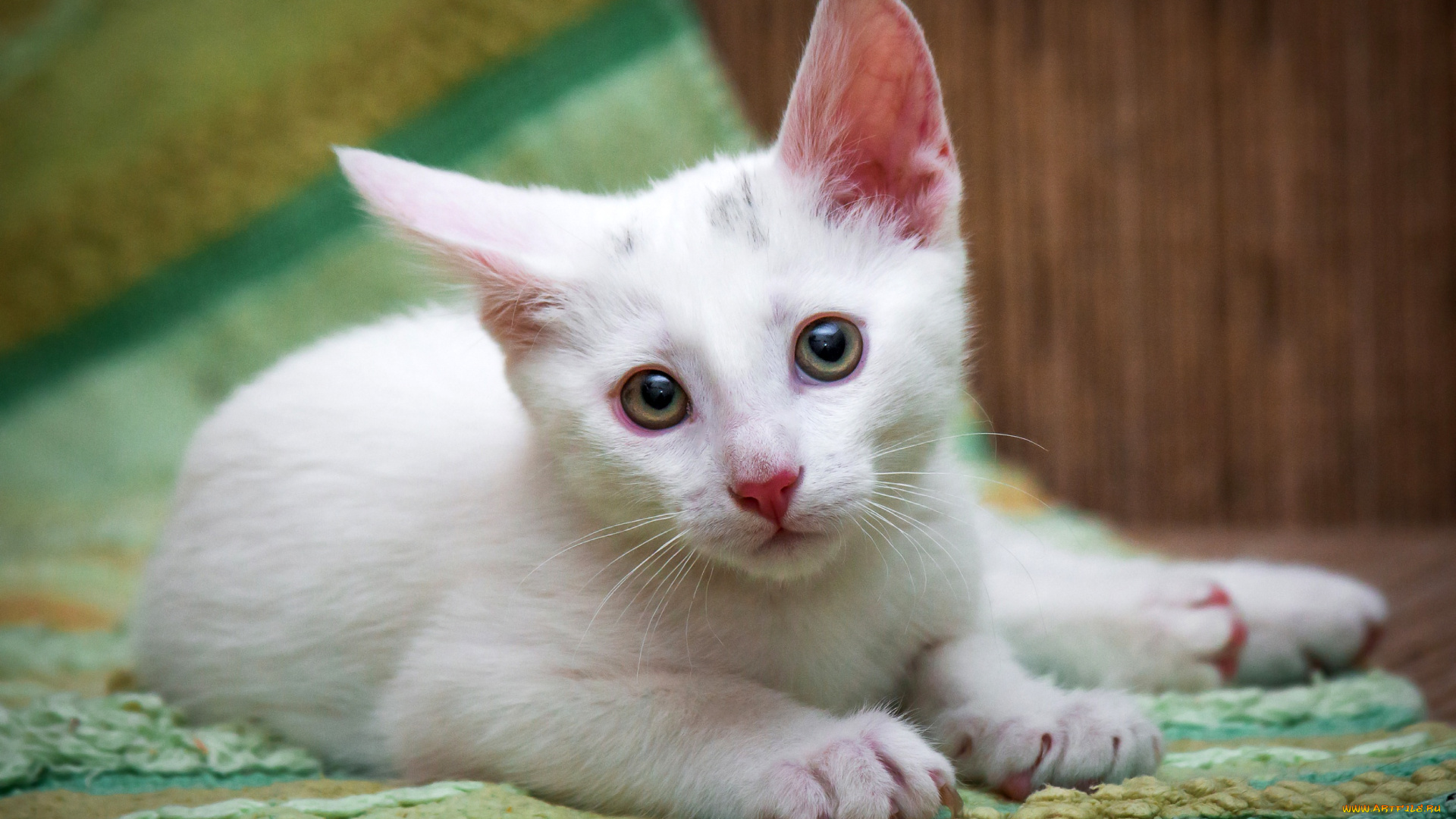 животные, коты, котенок, коврик, белый, глаза, кошка, портрет, взгляд, лежит, пол