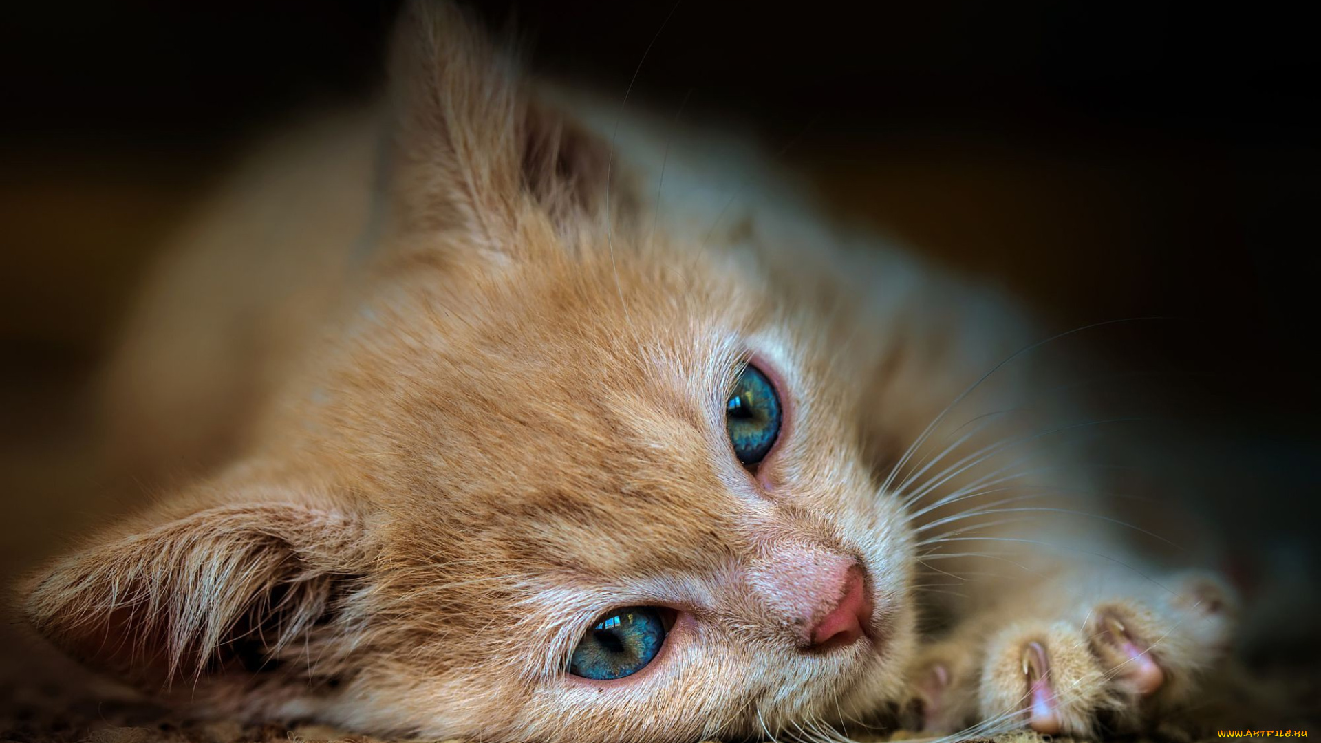 животные, коты, крупный, план, поза, лежит, голубоглазый, кошка, фон, котенок, рыжий, мордочка, лапа