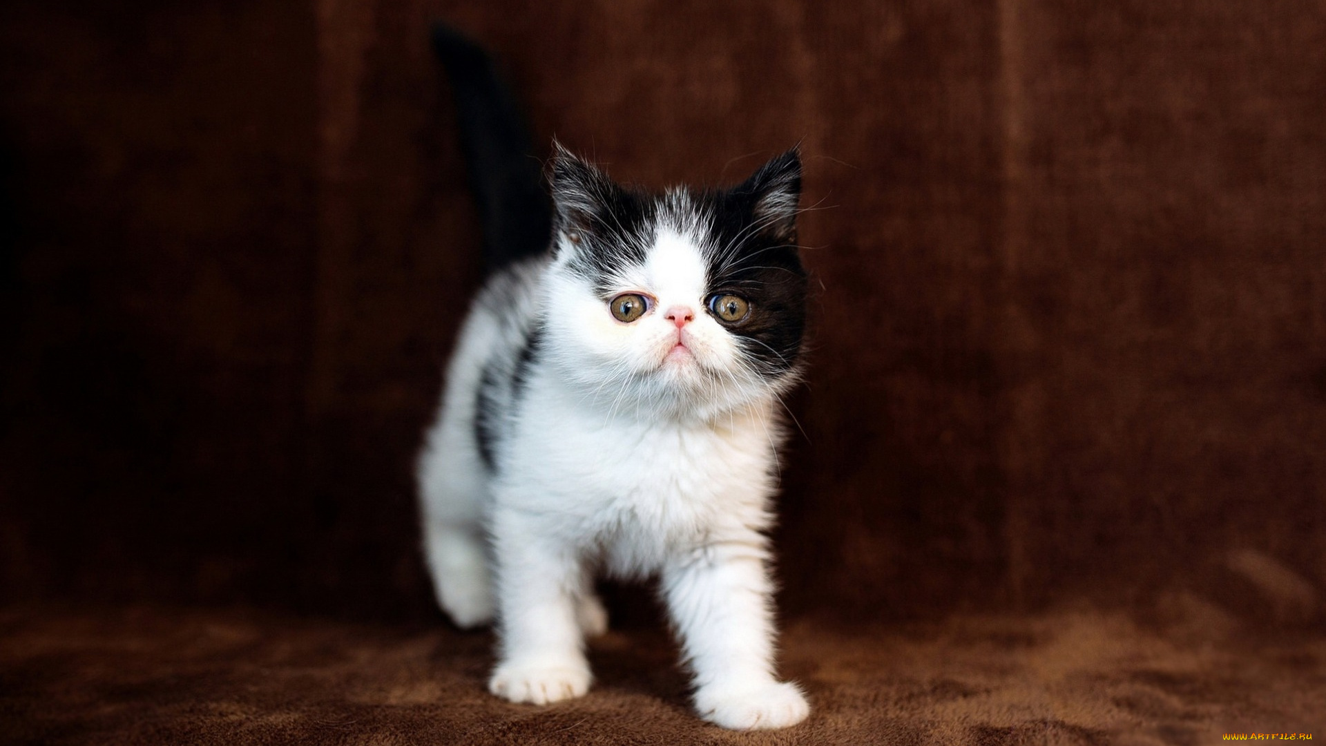 животные, коты, маленький, мордочка, милый, экстремал, перс, котенок, коричневый, фон, несмышленый, взгляд, кошка