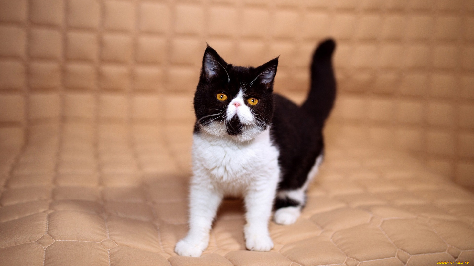 животные, коты, матрас, желтые, маленький, мордочка, милый, экстремал, перс, котенок, черно-белый, фон, кошка, глазки, клетки, взгляд, бежевый