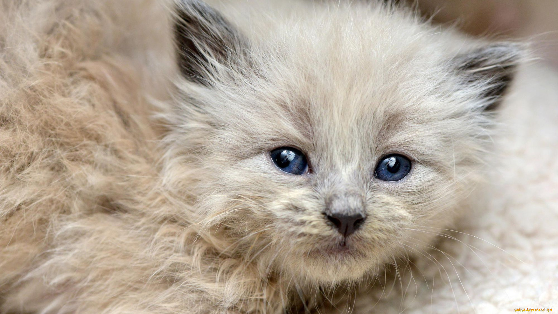 животные, коты, мордочка, милый, шерсть, кошка, котенок, взгляд, маленький, пушистый, растерянный