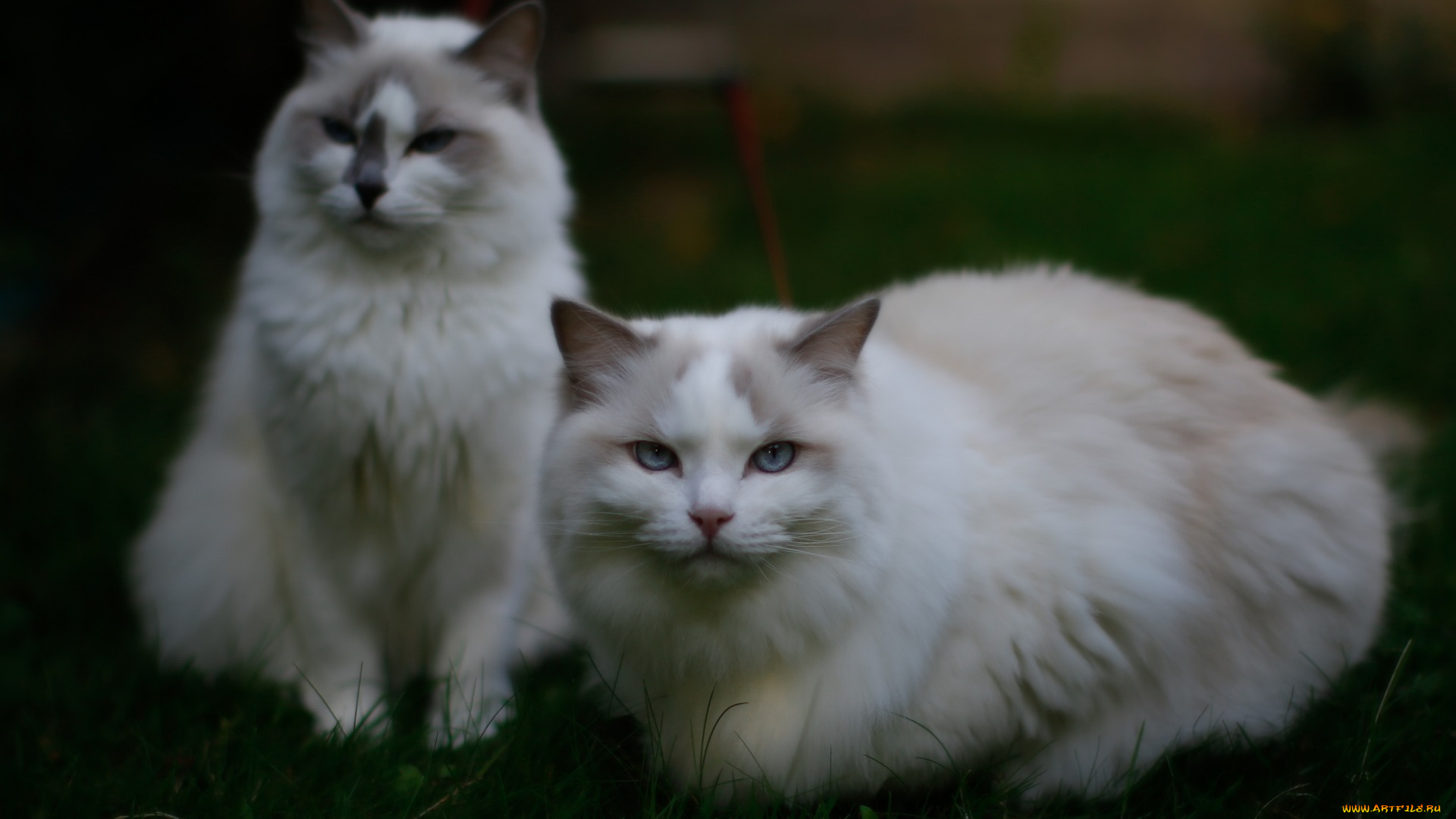 животные, коты, пара, кошки, взгляд, голубоглазый, природа, трава