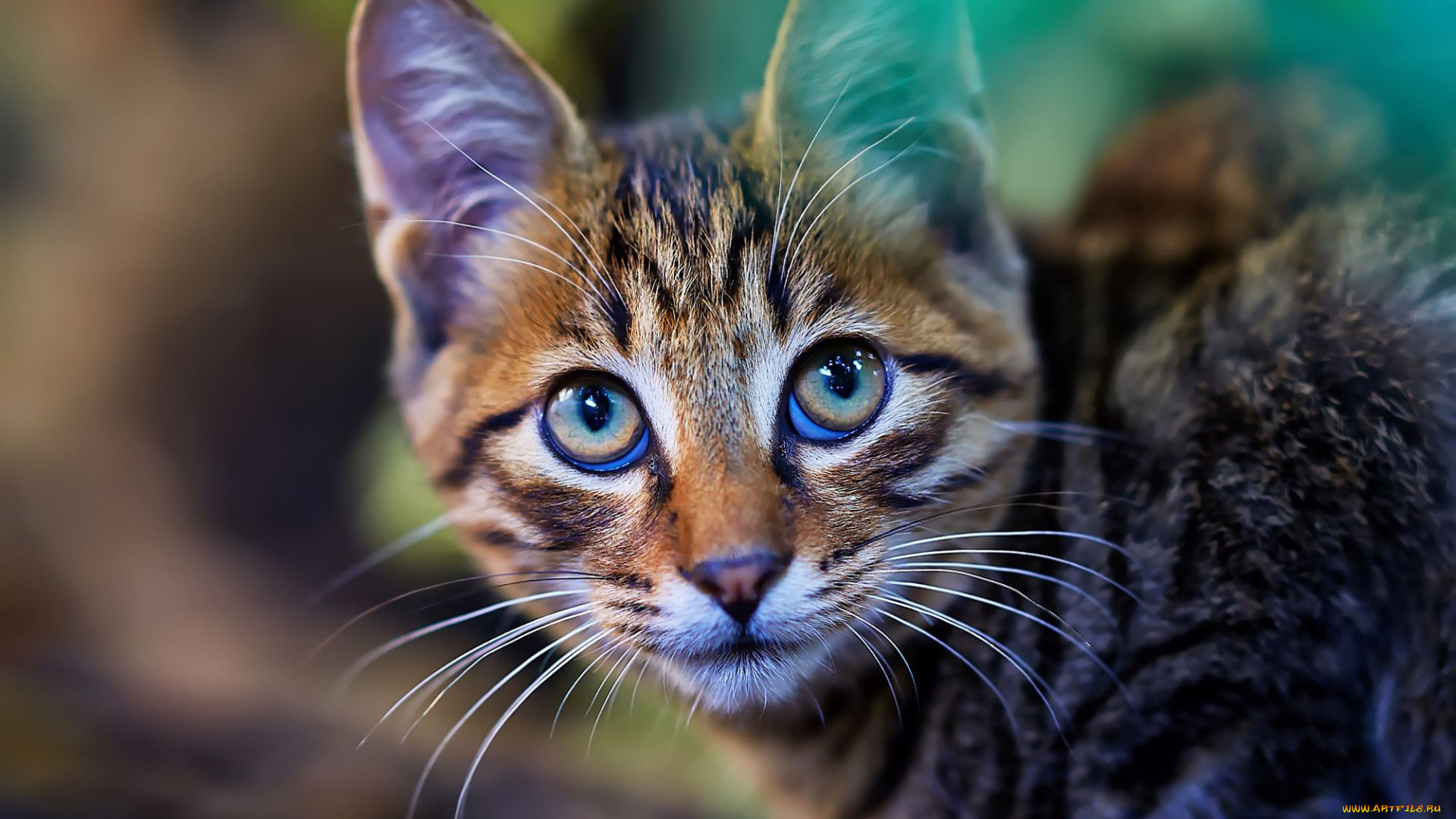 животные, коты, портрет, мордочка, котенок, глаза, взгляд, кошка, фон, кот, полосатый, выражение