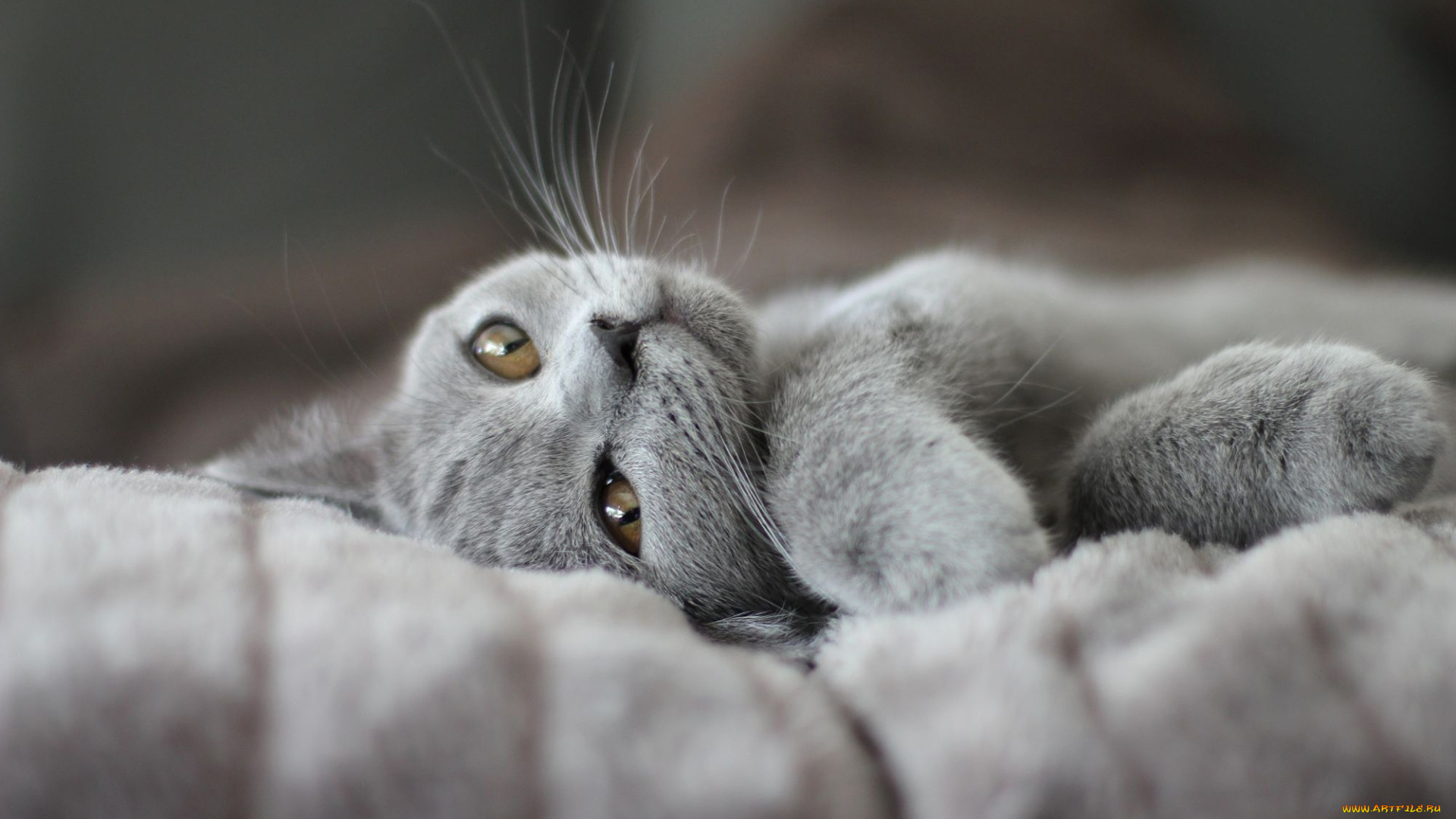 животные, коты, поза, британский, лежит, кошка, серый, котенок, покрывало, мордочка, лапки, дымчатый