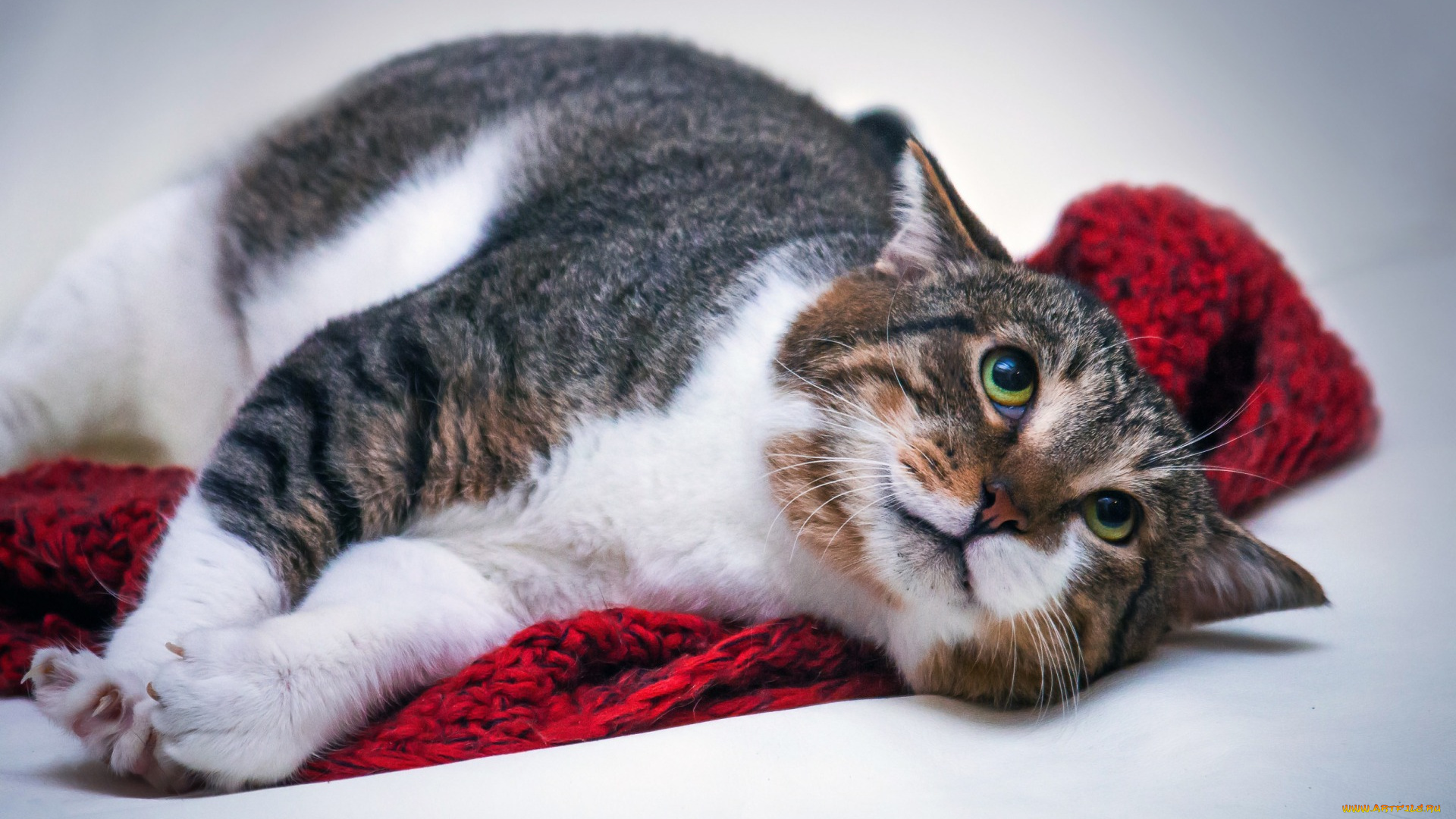 животные, коты, поза, пятнистый, лежит, кошка, выражение, фон, морда, эмоции, шарф, кот