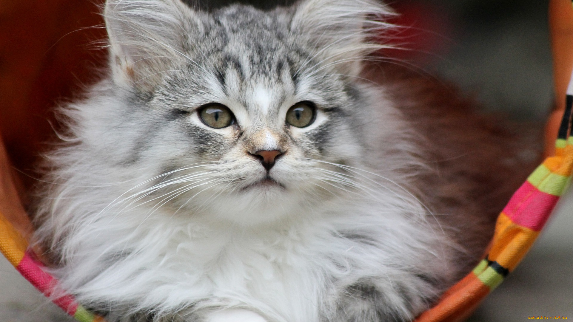 животные, коты, серый, мордочка, котенок, взгляд