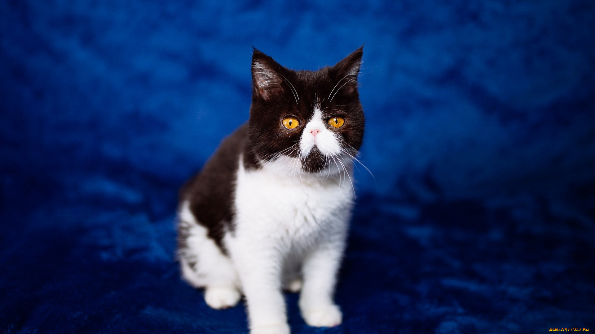 животные, коты, синий, сидит, мордочка, экстремал, перс, котенок, фон, кошка, желтоглазый