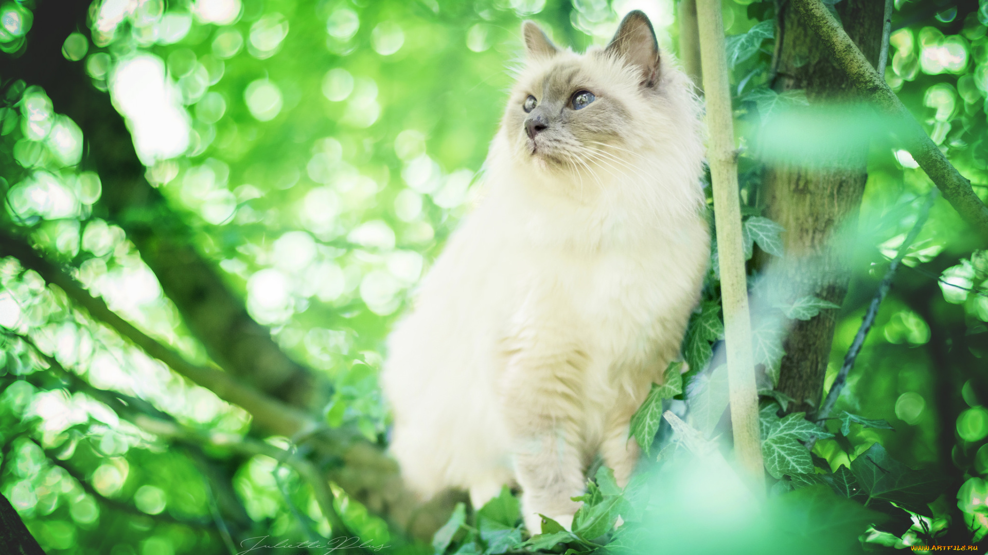 животные, коты, трава, киса