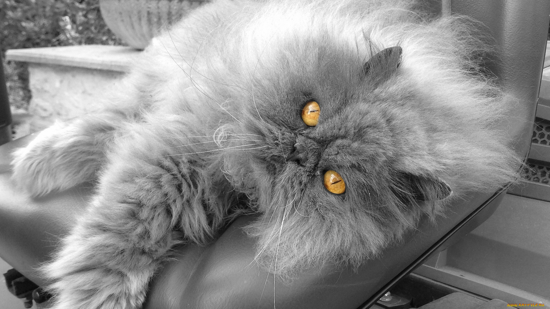 животные, коты, животное, котик, взгляд, фон, усы