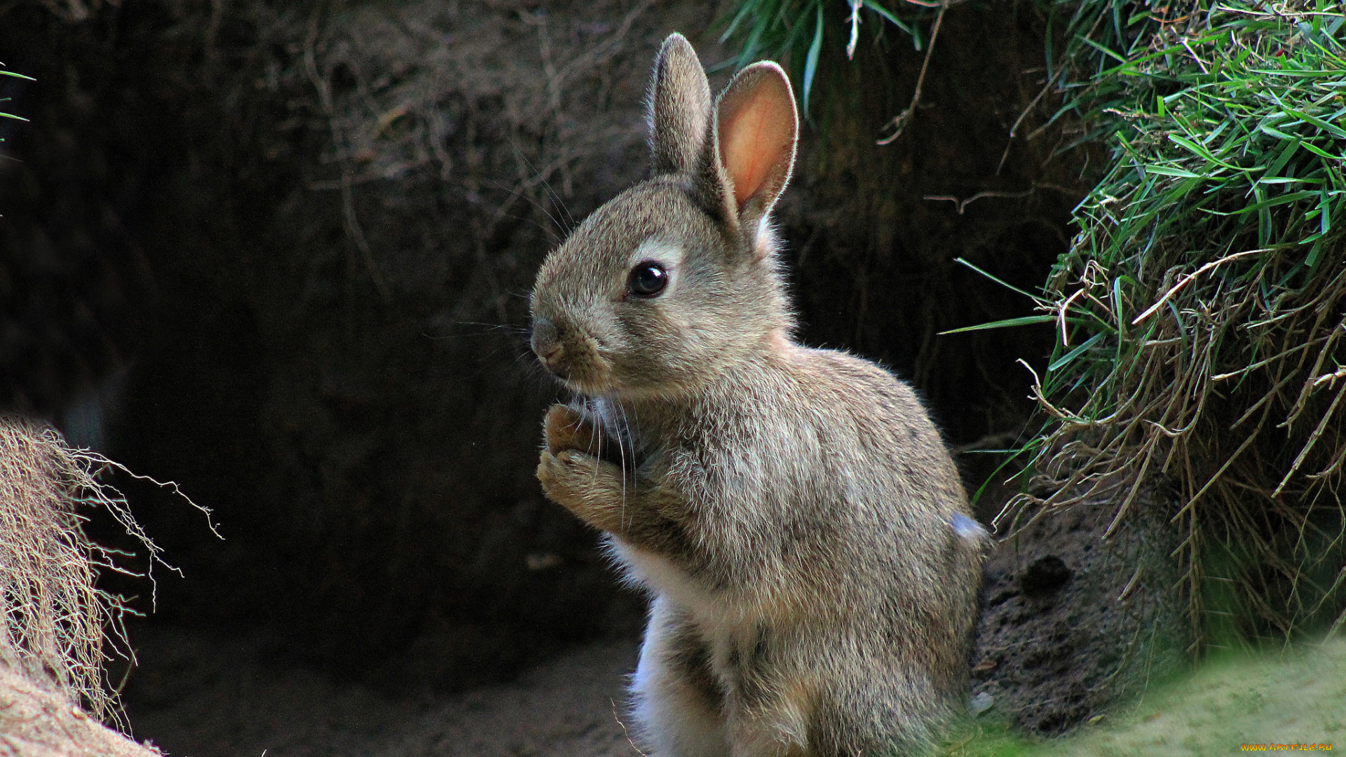 животные, кролики, , зайцы, кролик, заяц