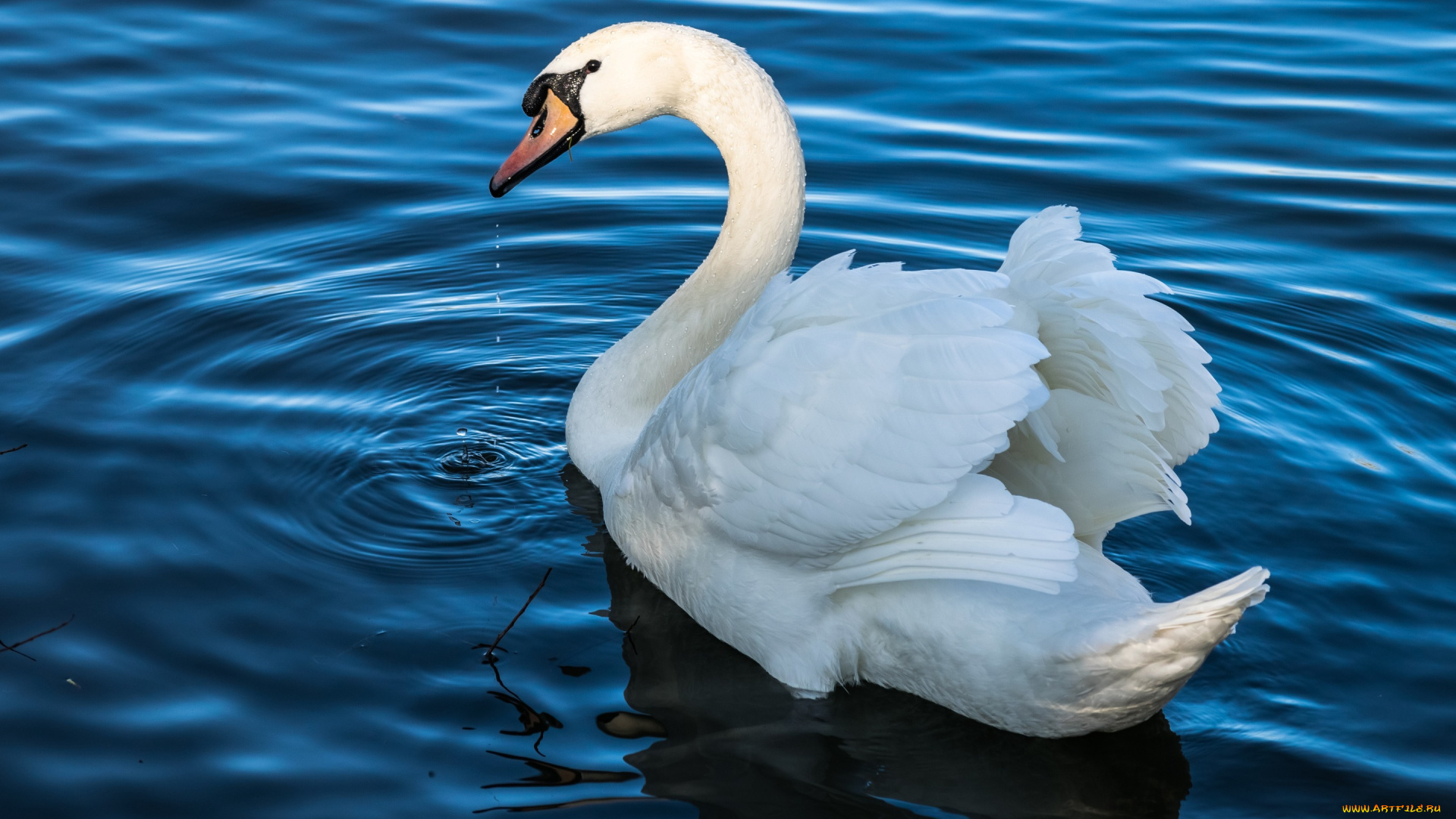 животные, лебеди, лебедь, водоем, шея, плывет, белый, крылья, свет, белоснежный, белая, синий, голубая, изгиб, оперение, зелень, вода, голубой, фон, берег, отражение, перья