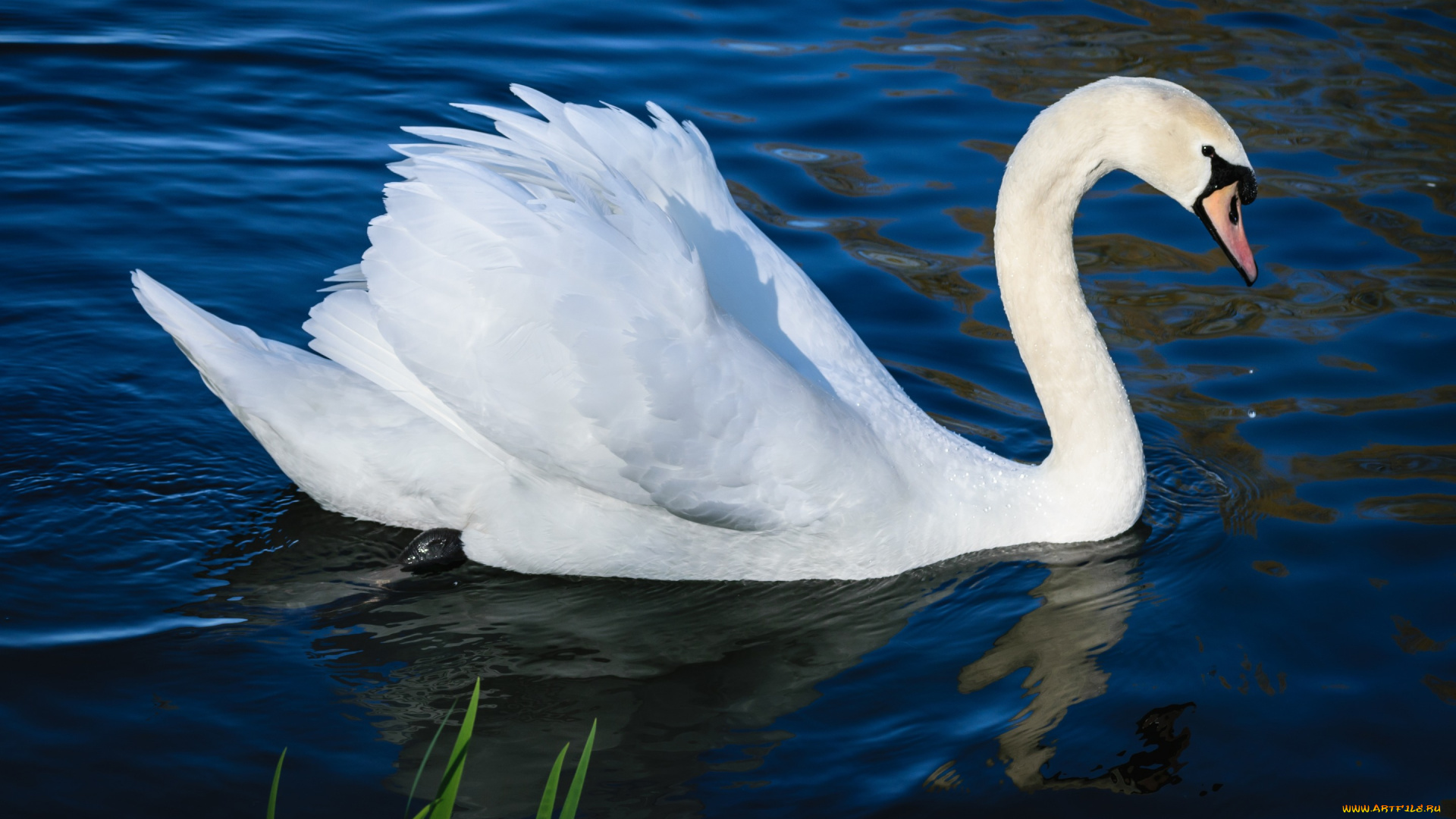 животные, лебеди, лебедь, водоем, шея, плывет, профиль, белый, крылья
