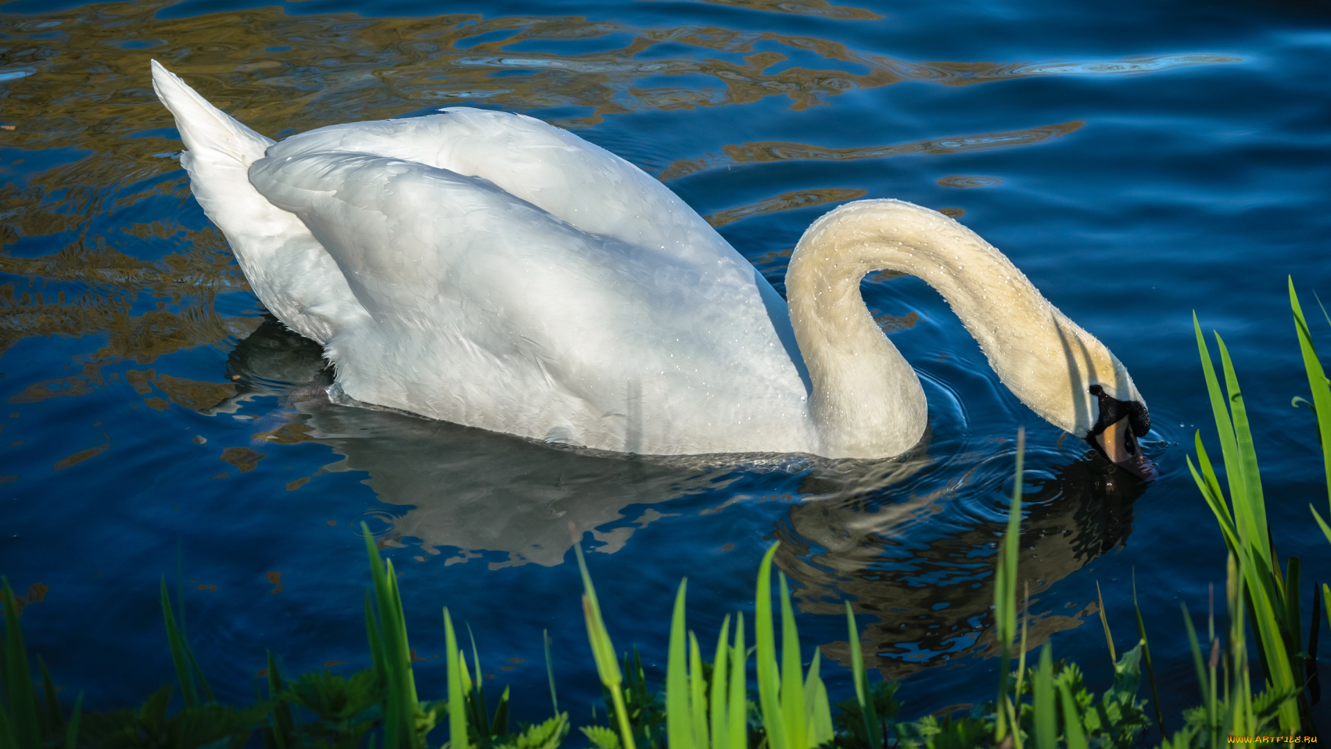 животные, лебеди, лебедь, водоем, шея, плывет, белый, крылья, свет, белоснежный, белая, синий, голубая, изгиб, оперение, зелень, вода, голубой, фон, берег, отражение, перья