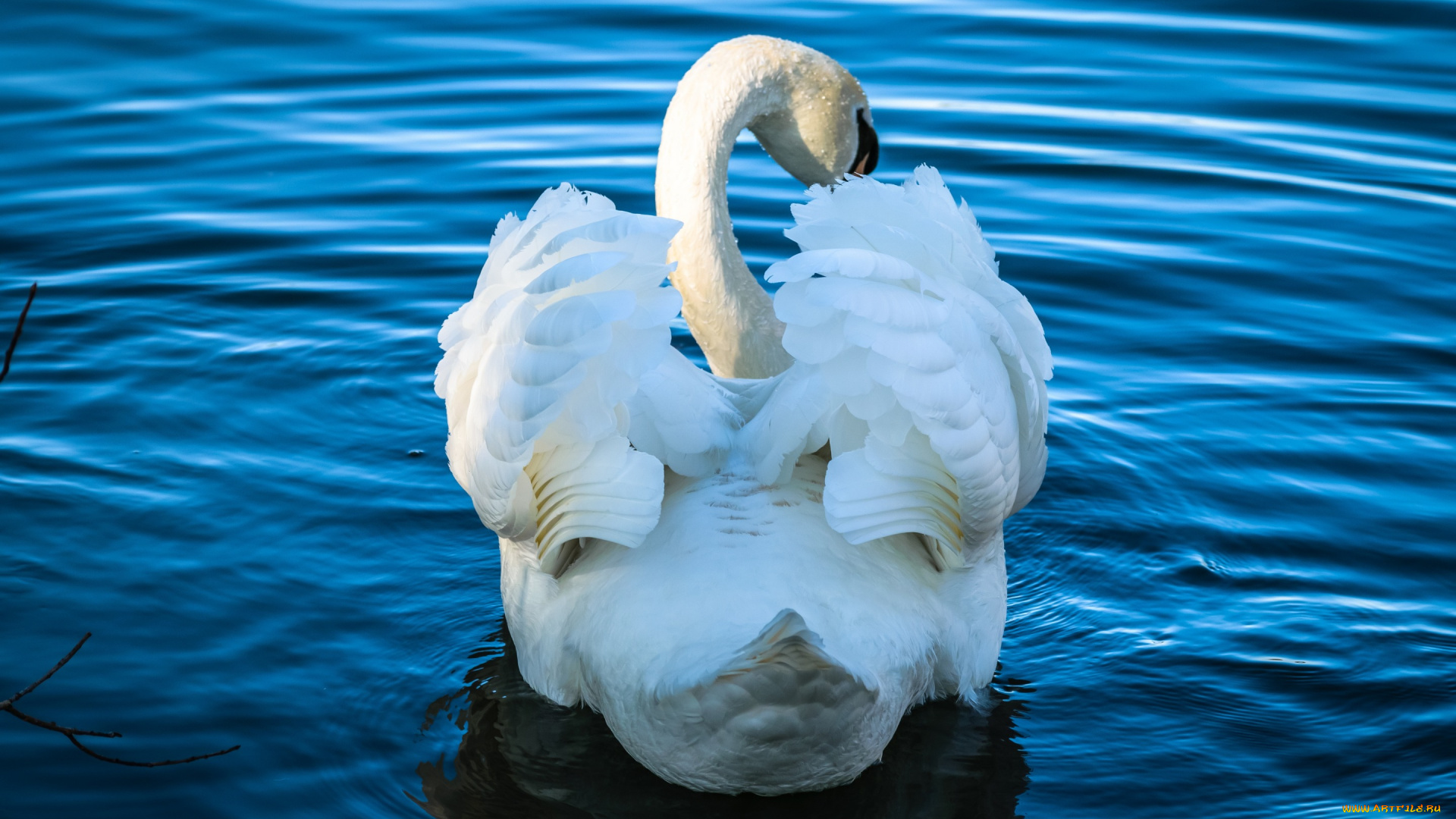 животные, лебеди, лебедь, водоем, шея, плывет, профиль, белый, крылья