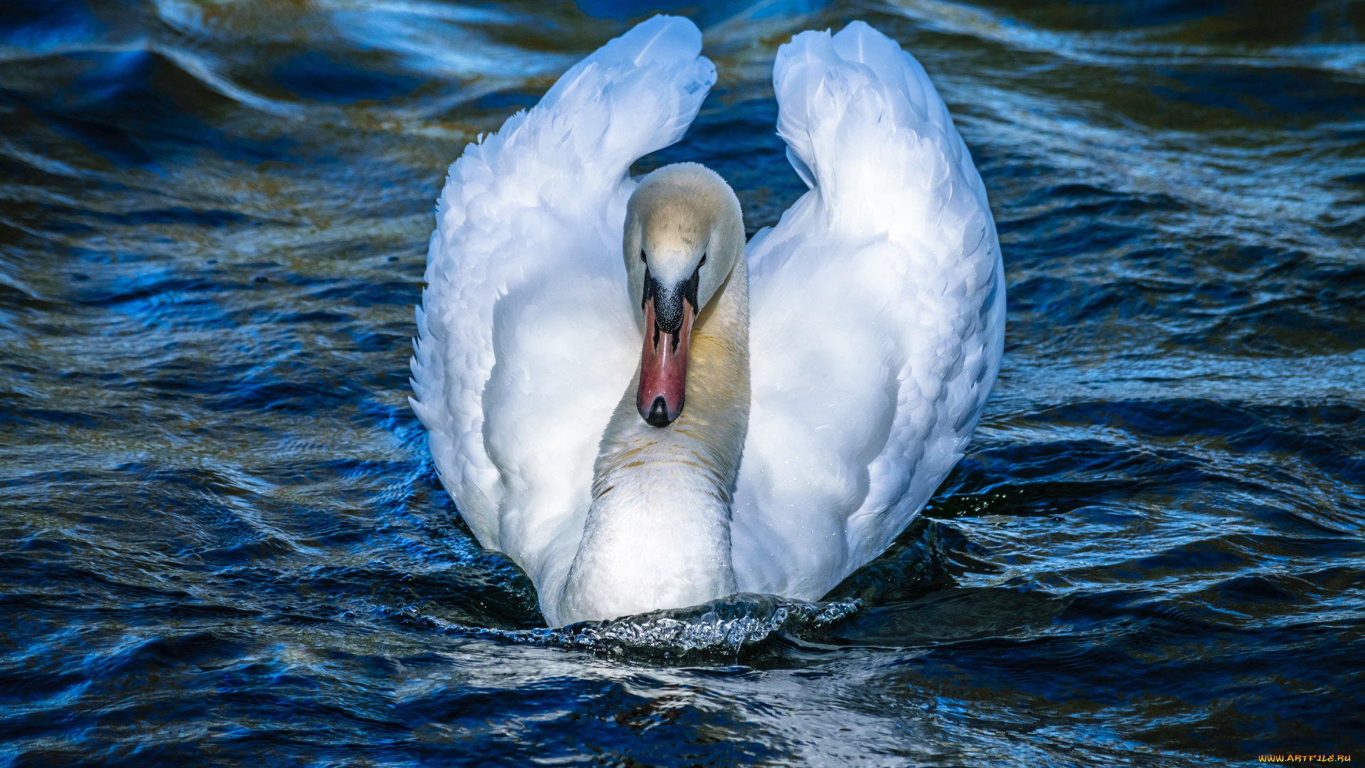 животные, лебеди, лебедь, водоем, шея, плывет, белый, крылья, свет, белоснежный, белая, синий, голубая, изгиб, оперение, зелень, вода, голубой, фон, берег, отражение, перья