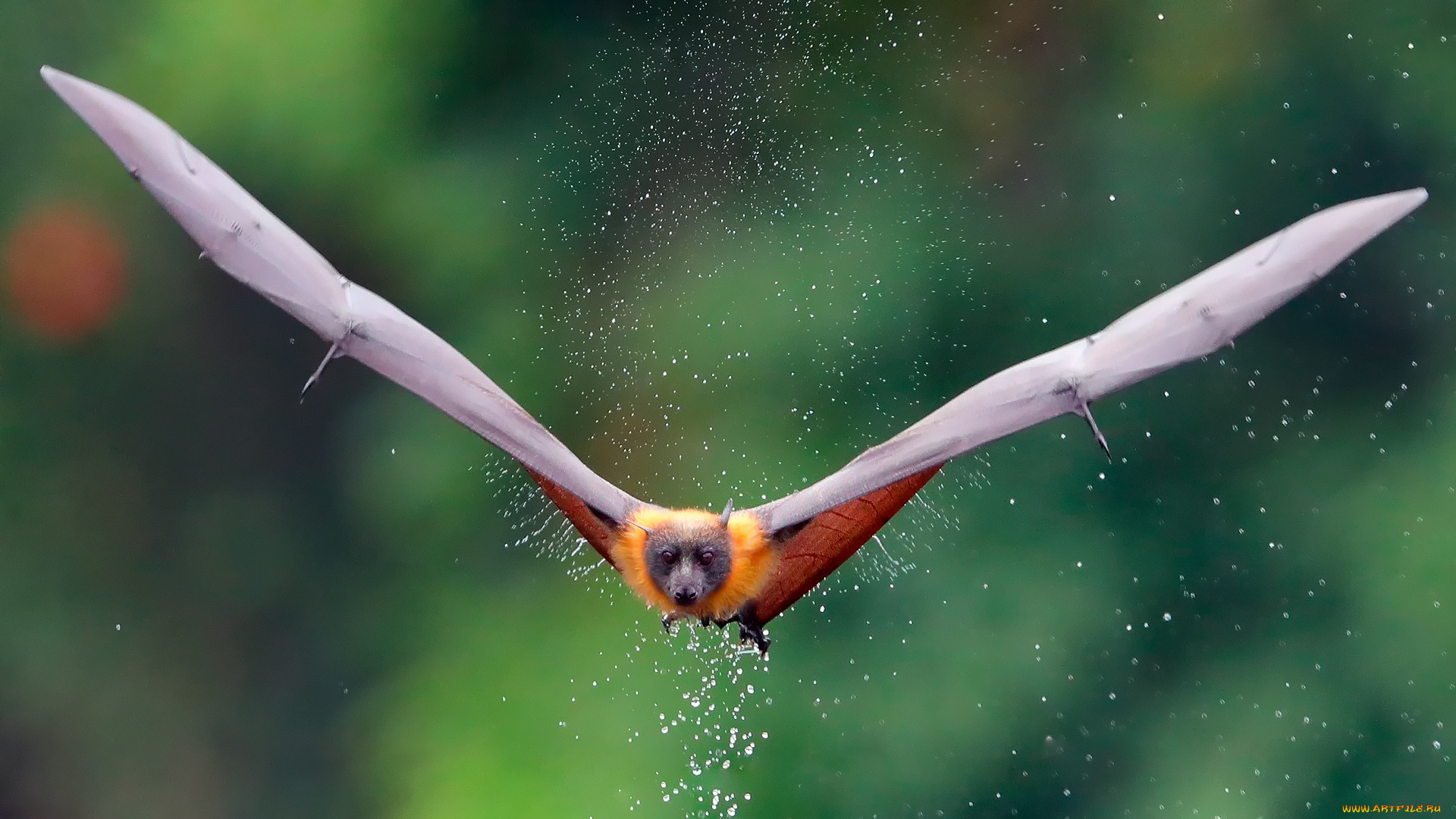 животные, летучие, мыши, лиса, крылья, брызги, капли, летучая, лисица, вода