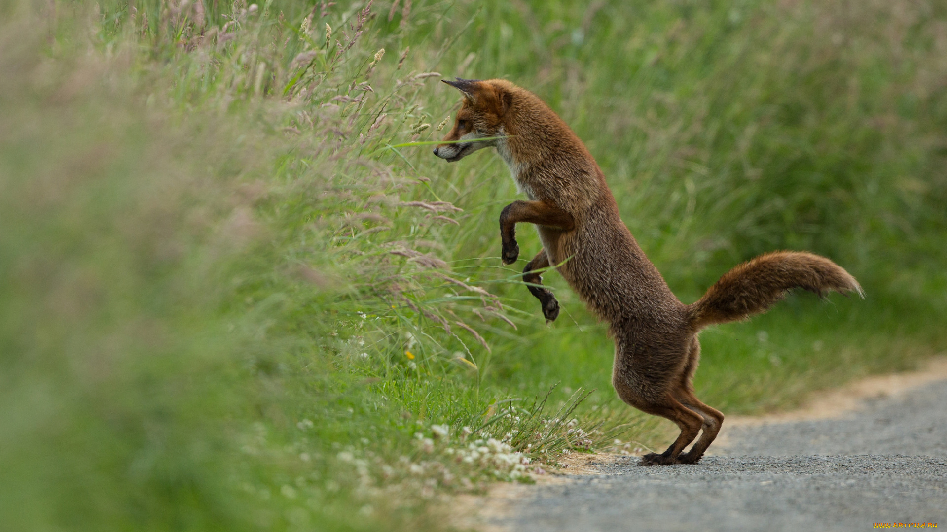 животные, лисы, лиса