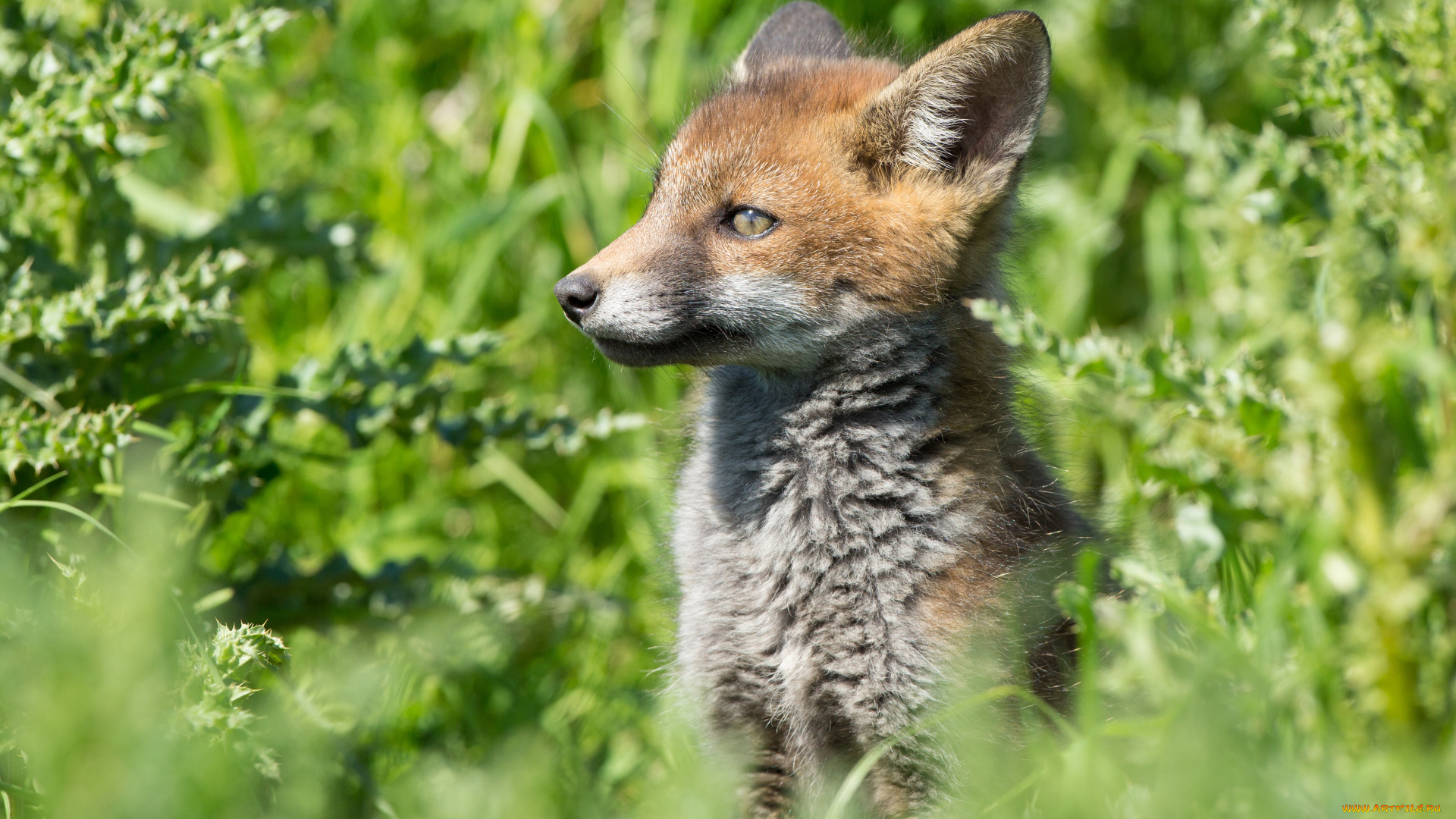 животные, лисы, лисёнок