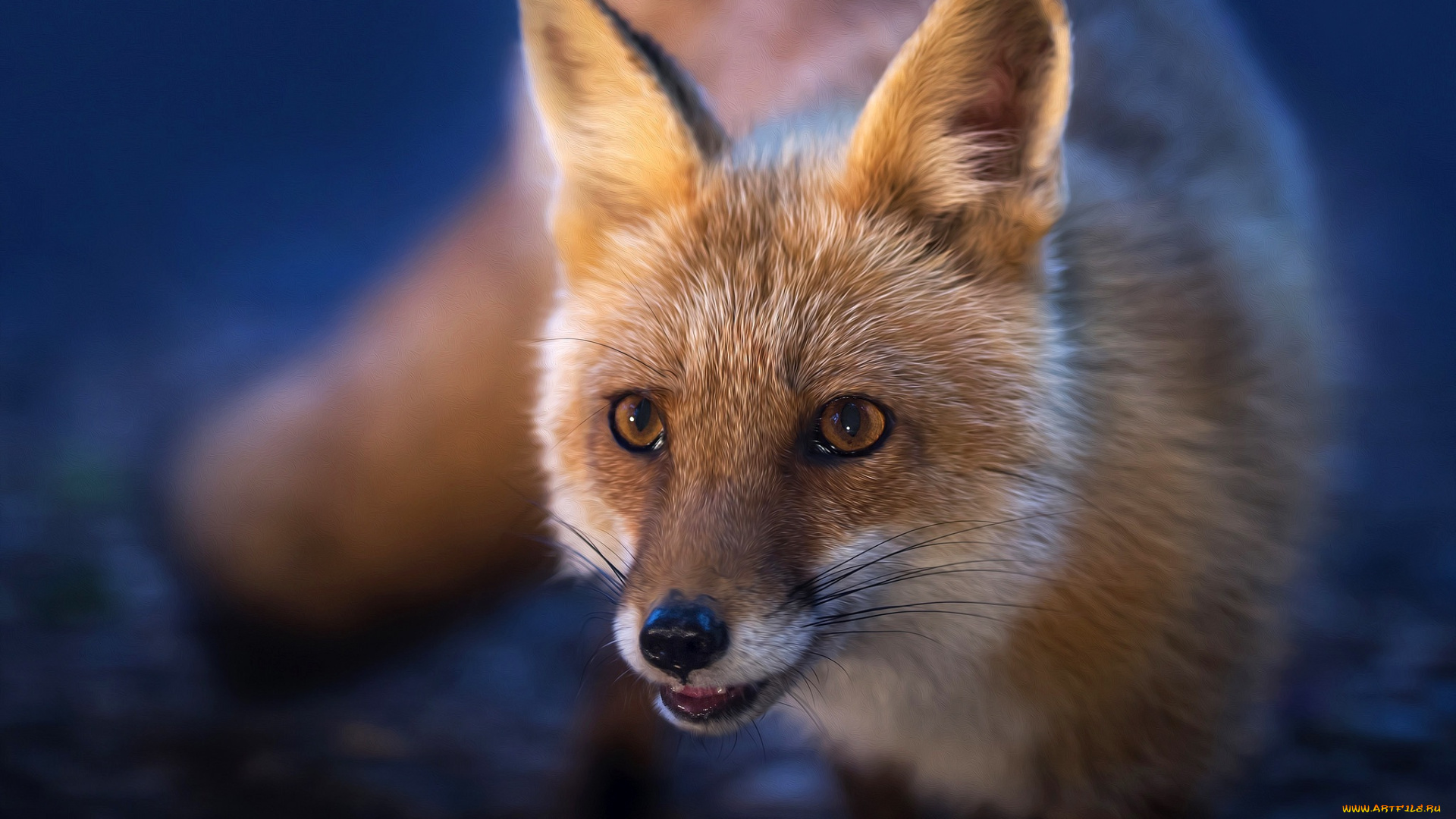 животные, лисы, мордочка, рыжая, лиса