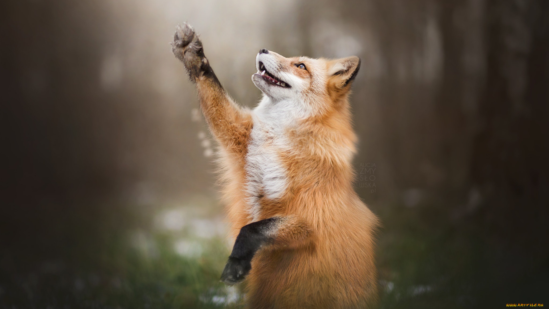 животные, лисы, осень, яблоки, груши, фрукты, красиво, натюрморт, салфетка