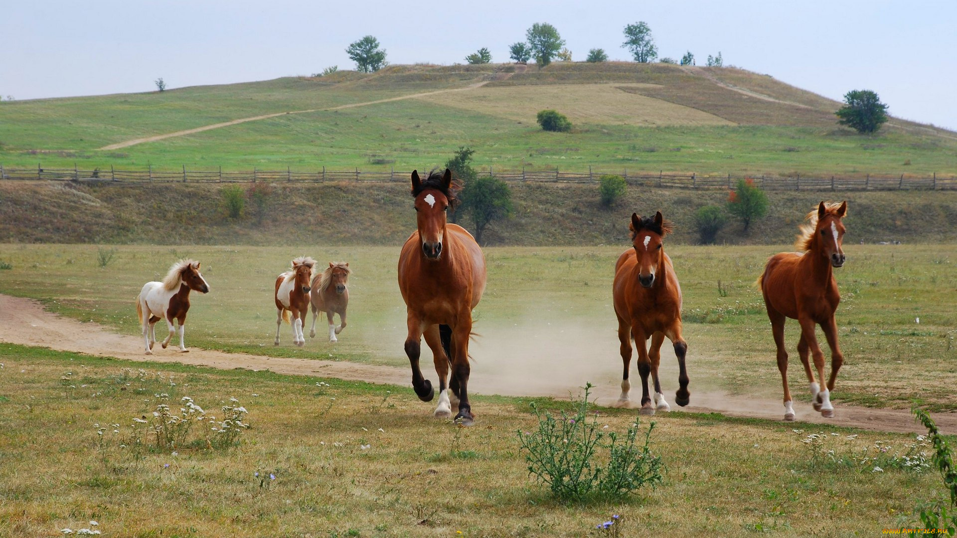 животные, лошади, кони