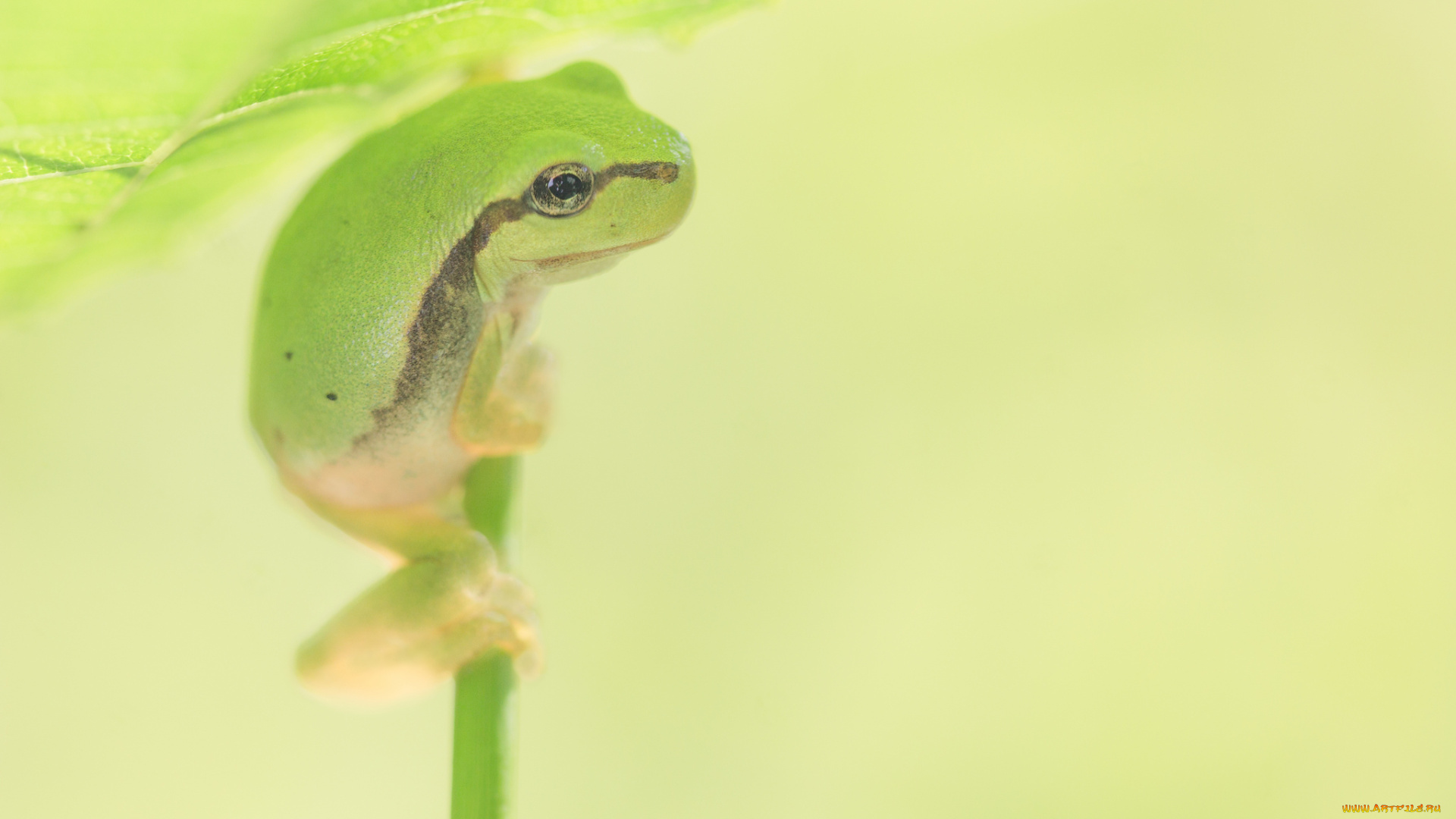 животные, лягушки, боке, лягушка, лист, фон