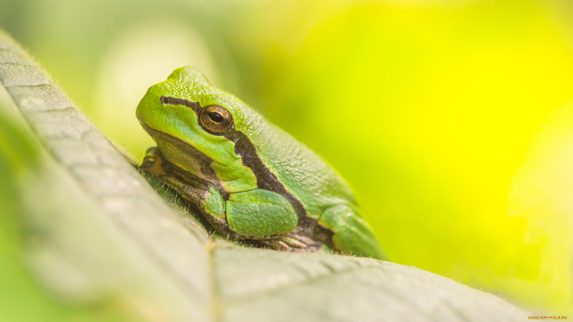 животные, лягушки, отдых, трва, природа, трава, лягушка