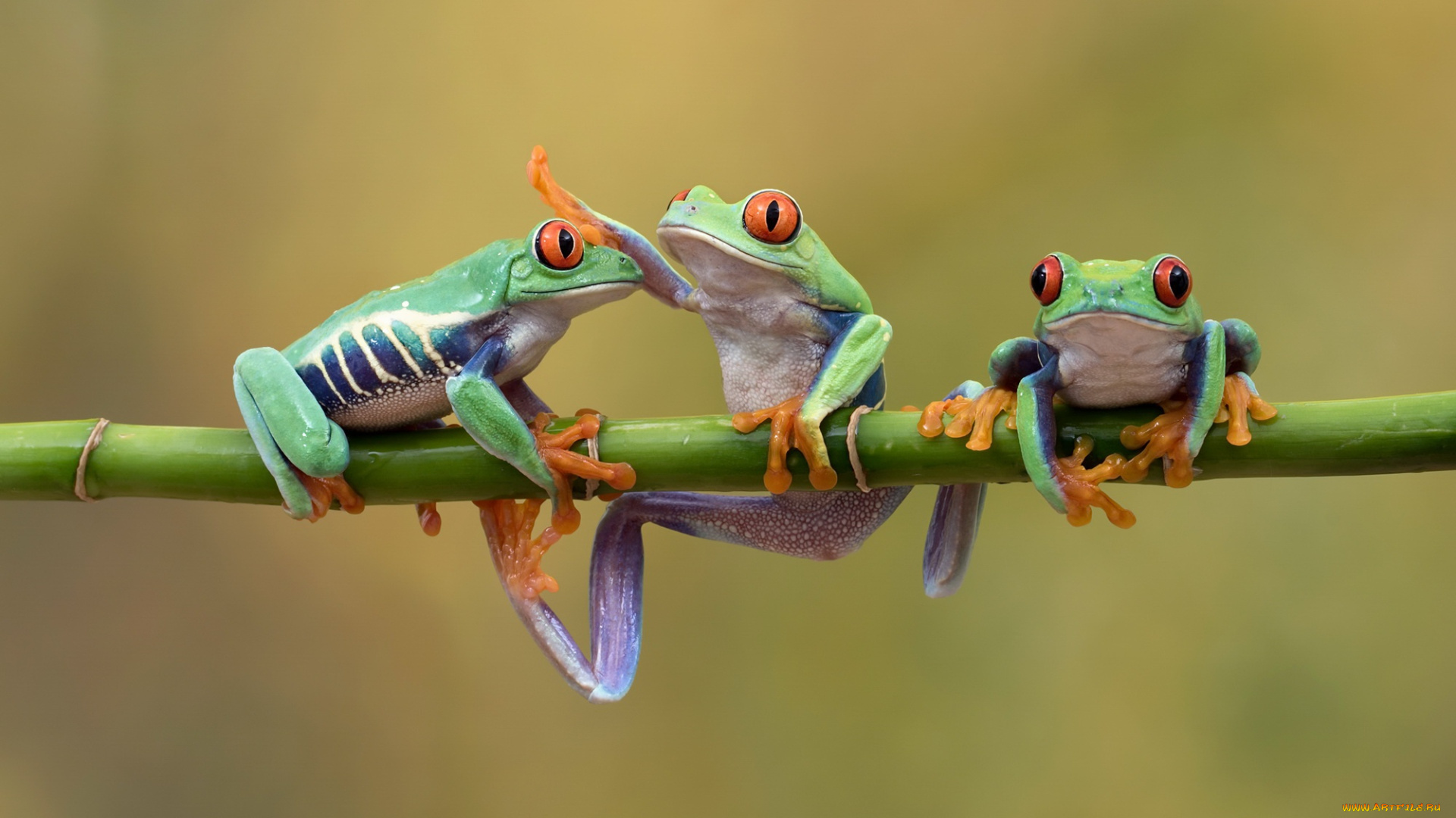 животные, лягушки, природа, фон, лягушка