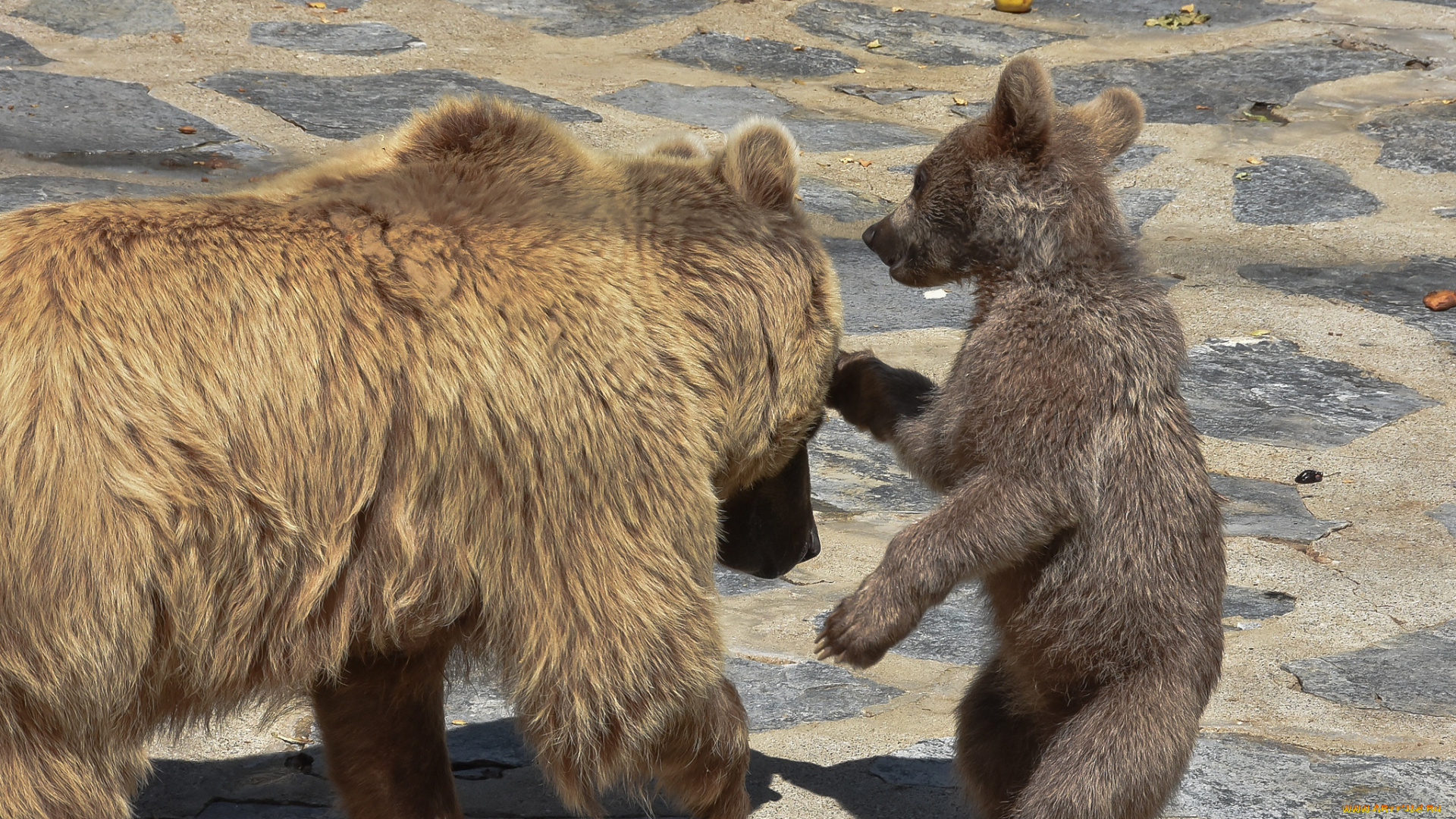 животные, медведи
