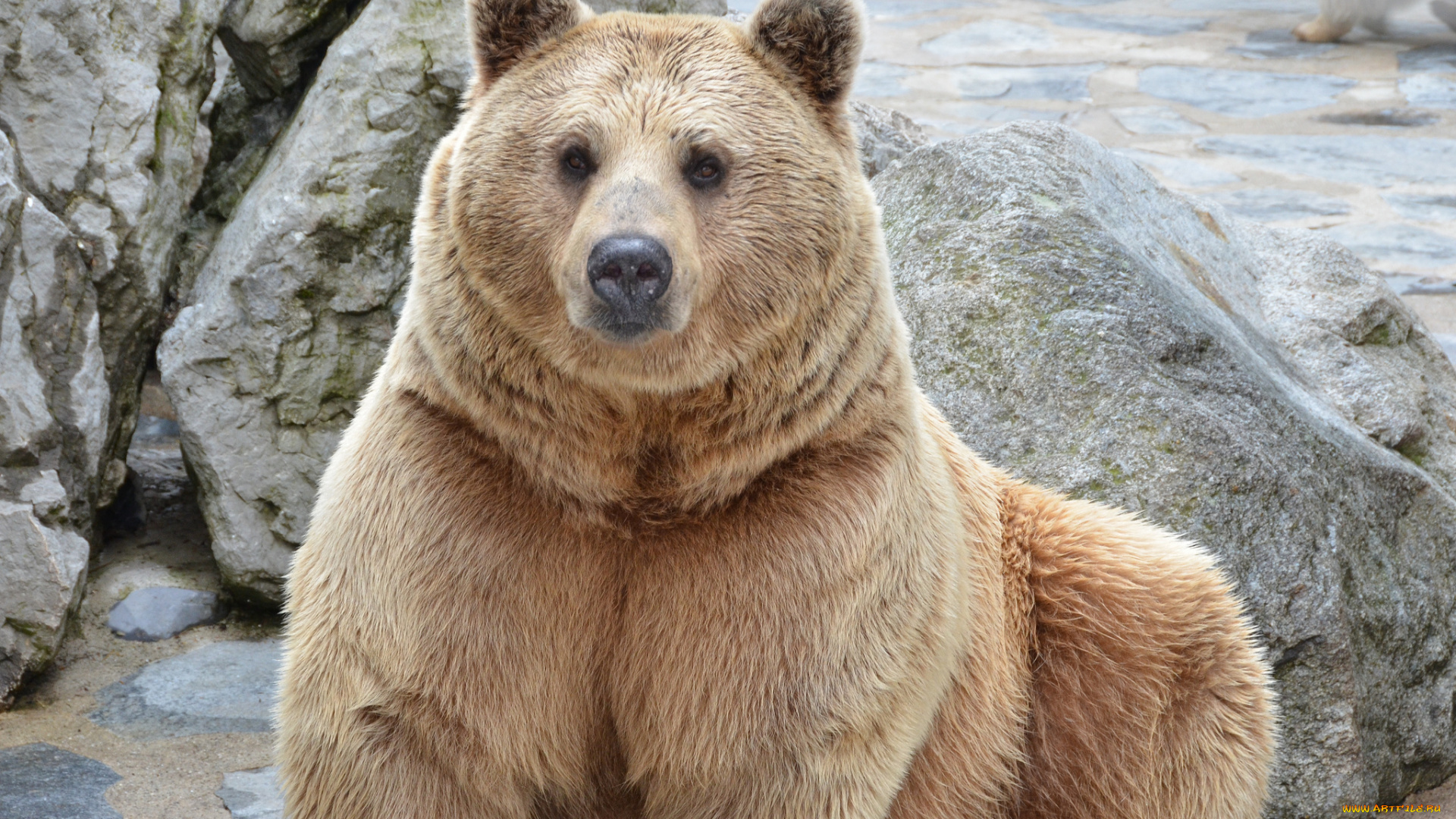 животные, медведи, мишка