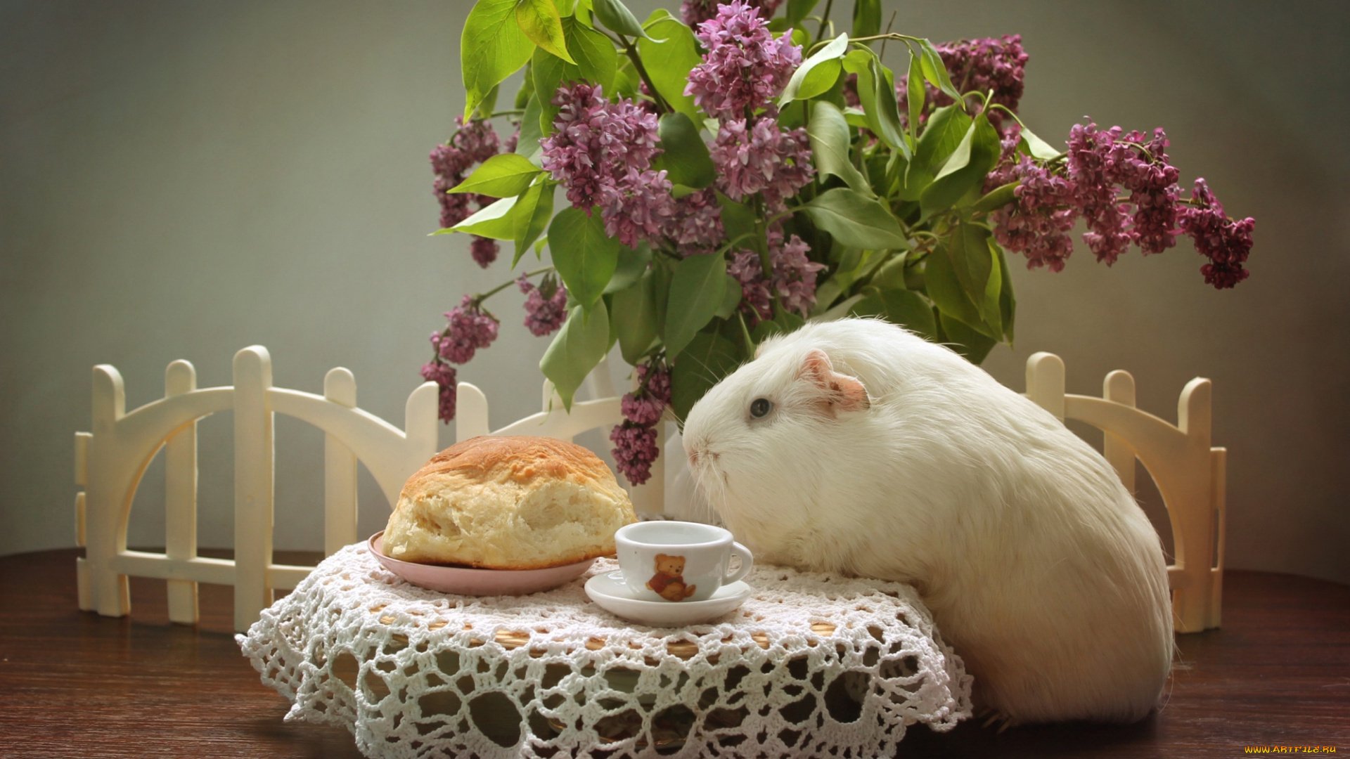 животные, морские, свинки, , хомяки, булка, сирень, морская, свинка