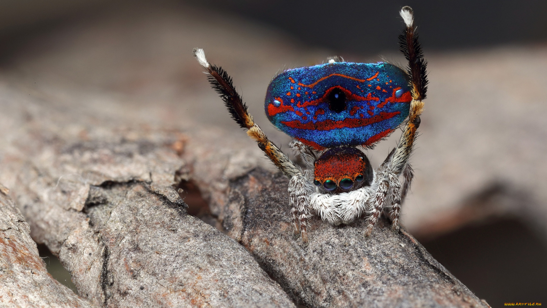 животные, пауки, паук, глаза, скакунчик, кора, чудик, природа, фон, окрас, макро, поза, паучок, синий, узор, лапки, брюшко, джампер, мохнатый, дерево, танец, размытый, прыгающий