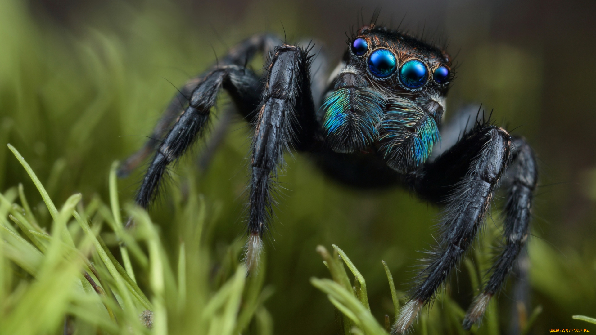 животные, пауки, паук, глаза, скакунчик, трава, растение, мордашка, черный, природа, фон, зеленый, макро, портрет, паучок, мохнатые, лапки, синеглазый