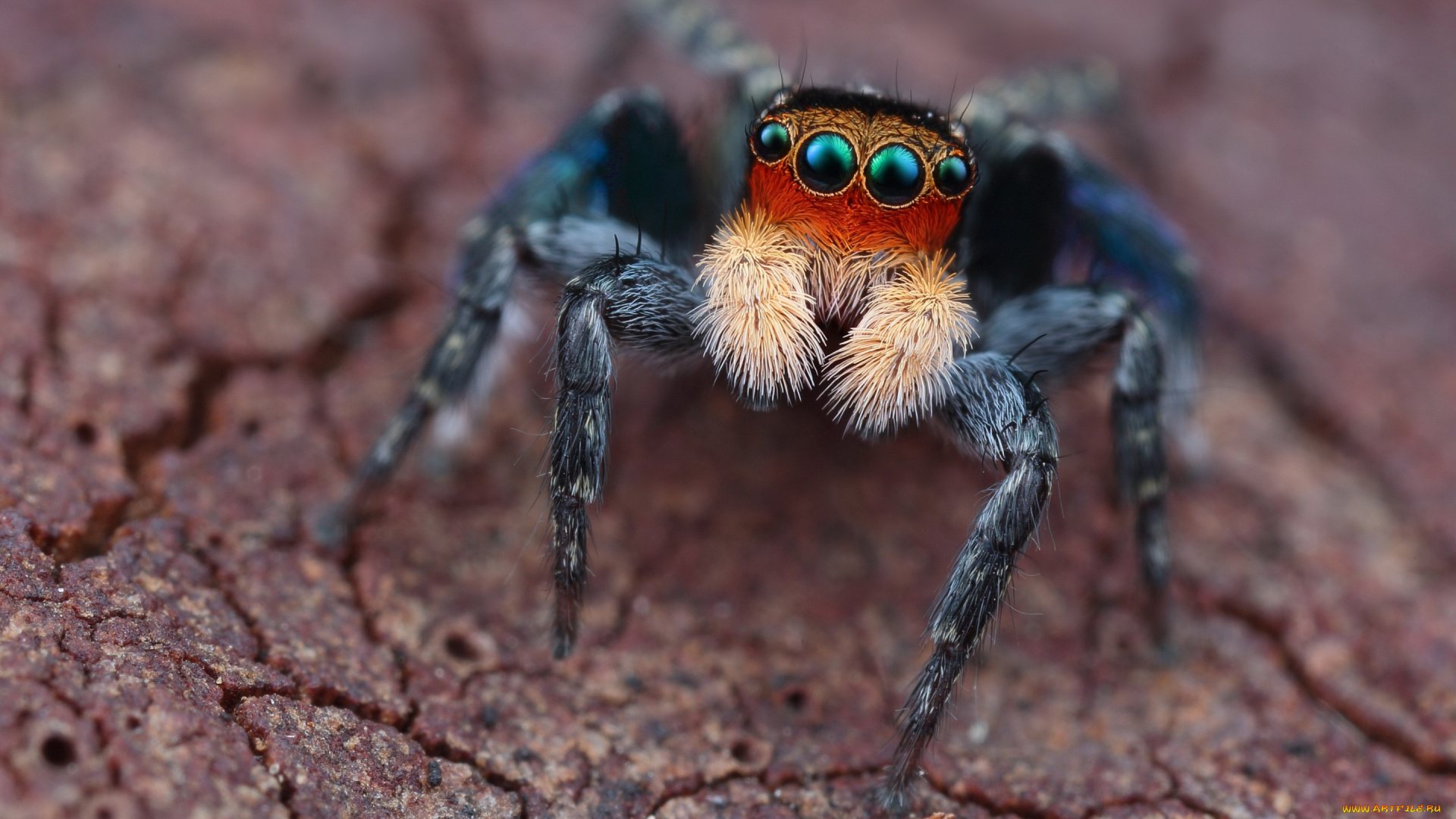 животные, пауки, паук, глаза, скакунчик, зеленоглазый, чудик, мордашка, природа, фон, поза, окрас, макро