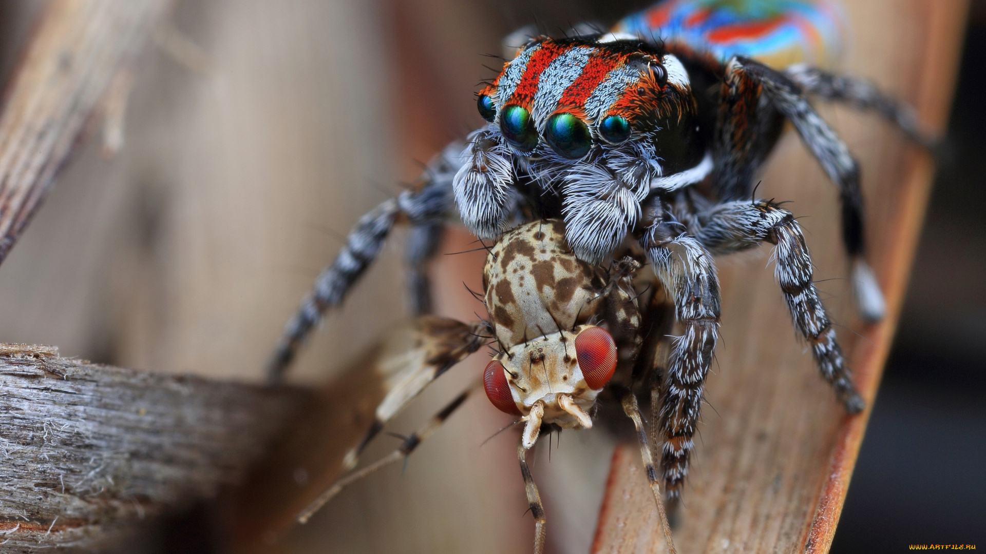 животные, пауки, паук, скакунчик, маньяк, насекомое, еда, добыча, пропитание, природа, фон, муха