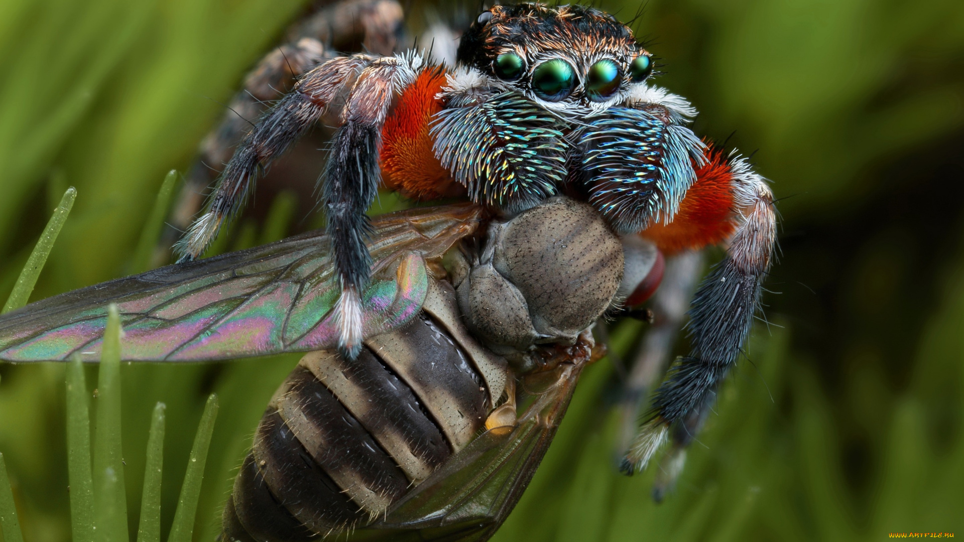 животные, пауки, паук, скакунчик, трава, зеленоглазый, крылышки, насекомое, еда, добыча, полосатая, пропитание, природа, фон, муха, макро, паучок