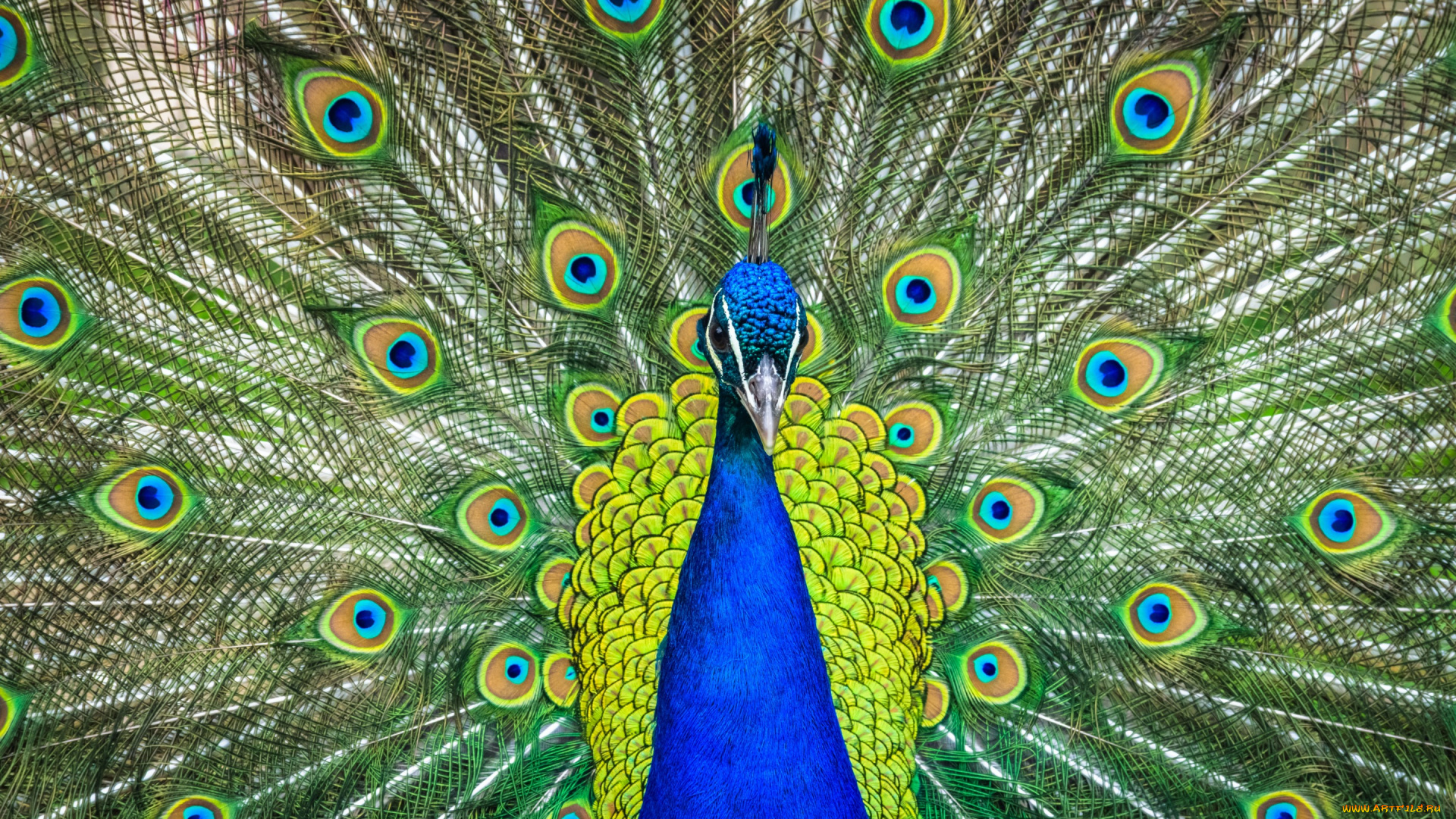 животные, павлины, павлин, перья, птица