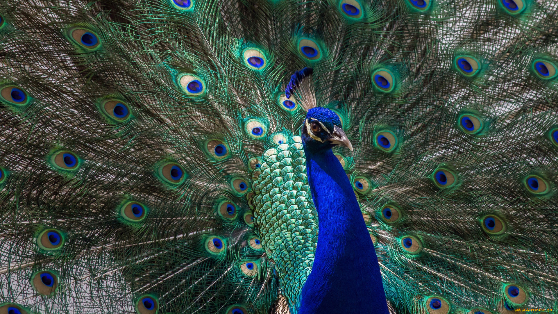 животные, павлины, павлин, перья, птица
